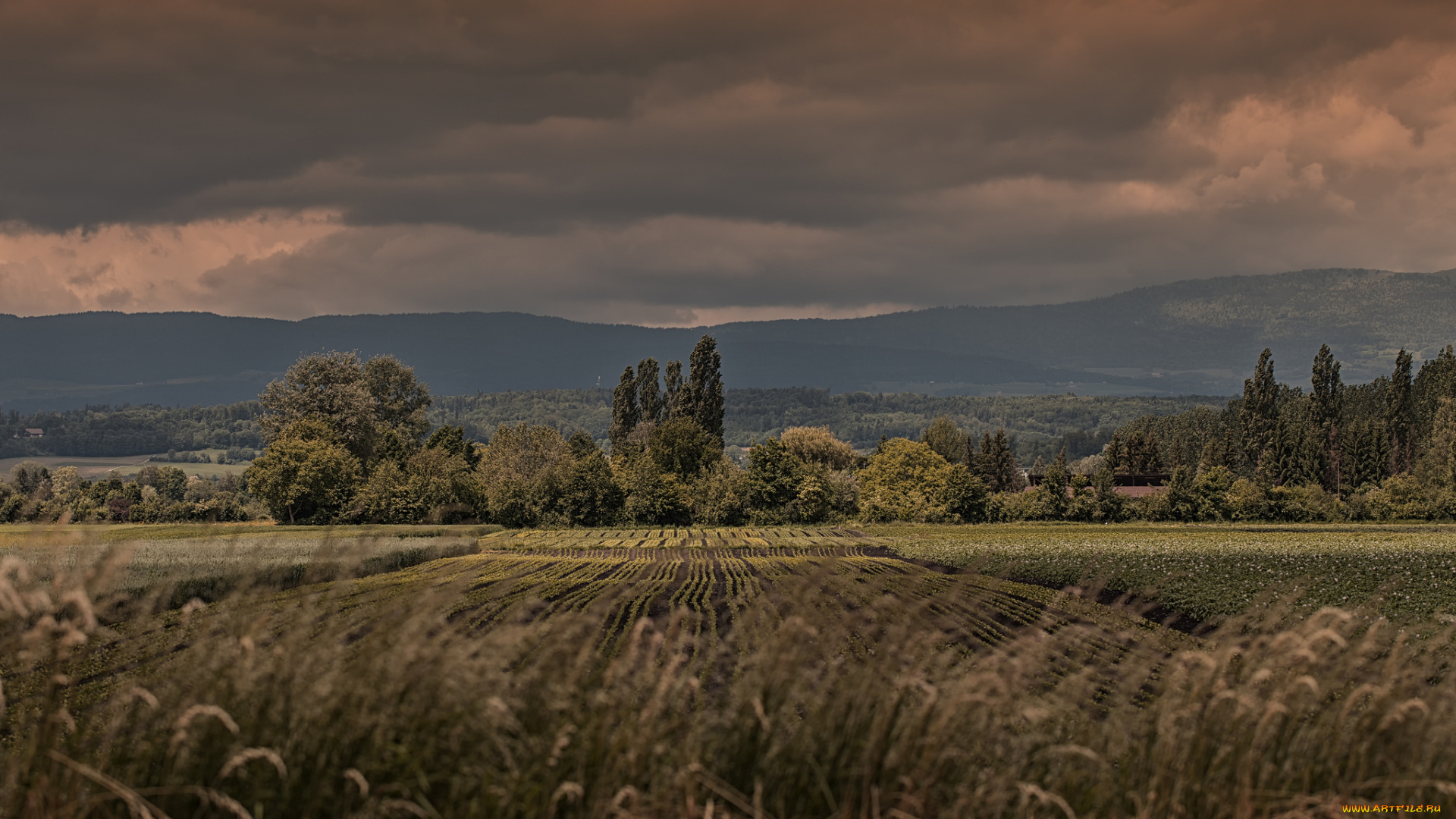 природа, поля, пейзаж, деревья