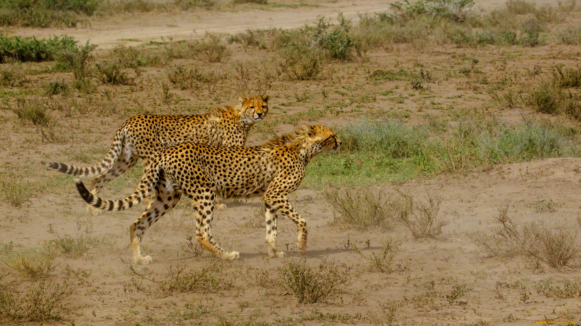 животные, гепарды, пара, кошки