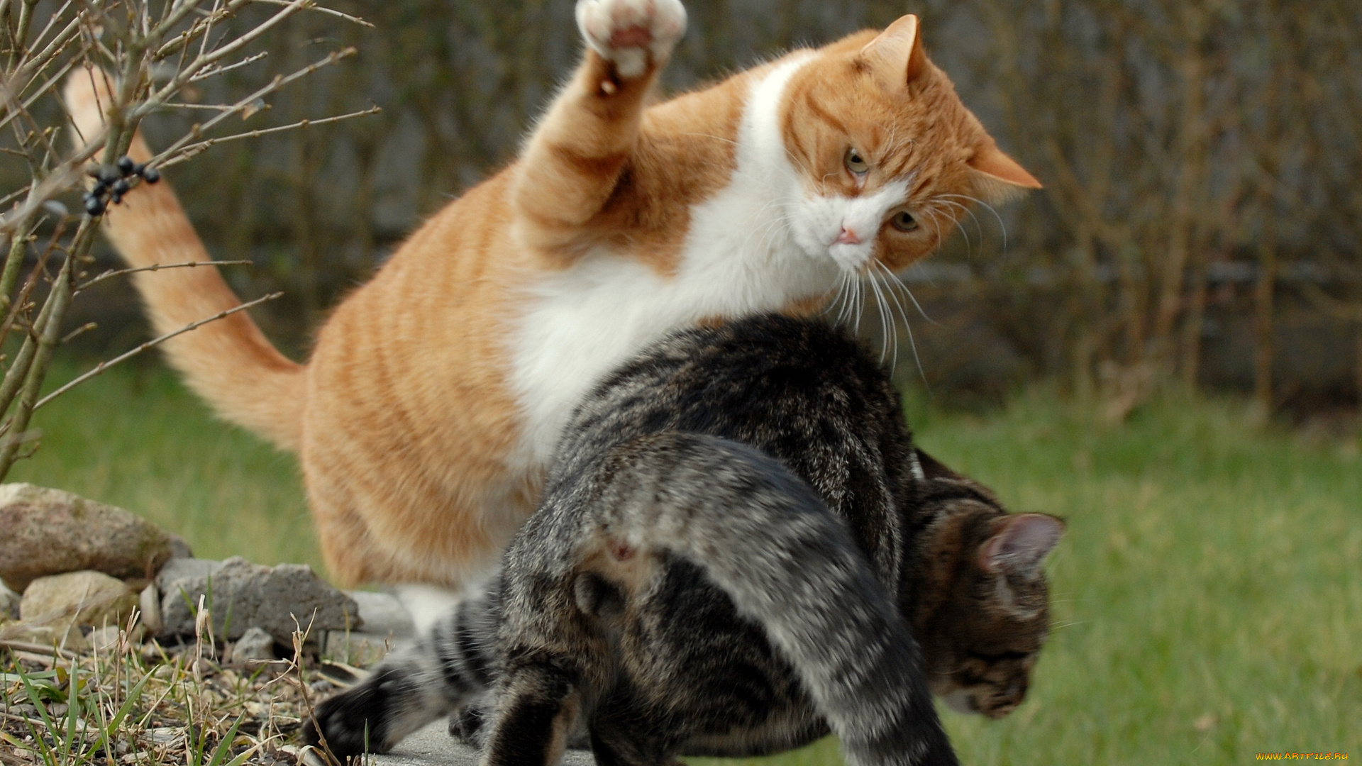 животные, коты, разборки