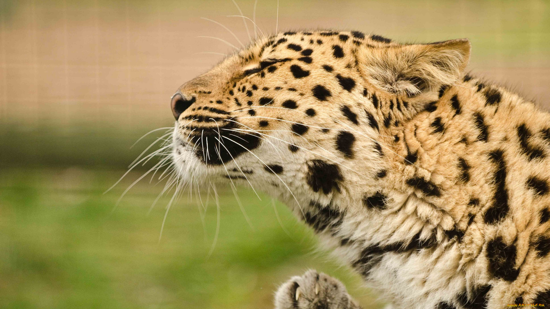 животные, леопарды, кошка, морда