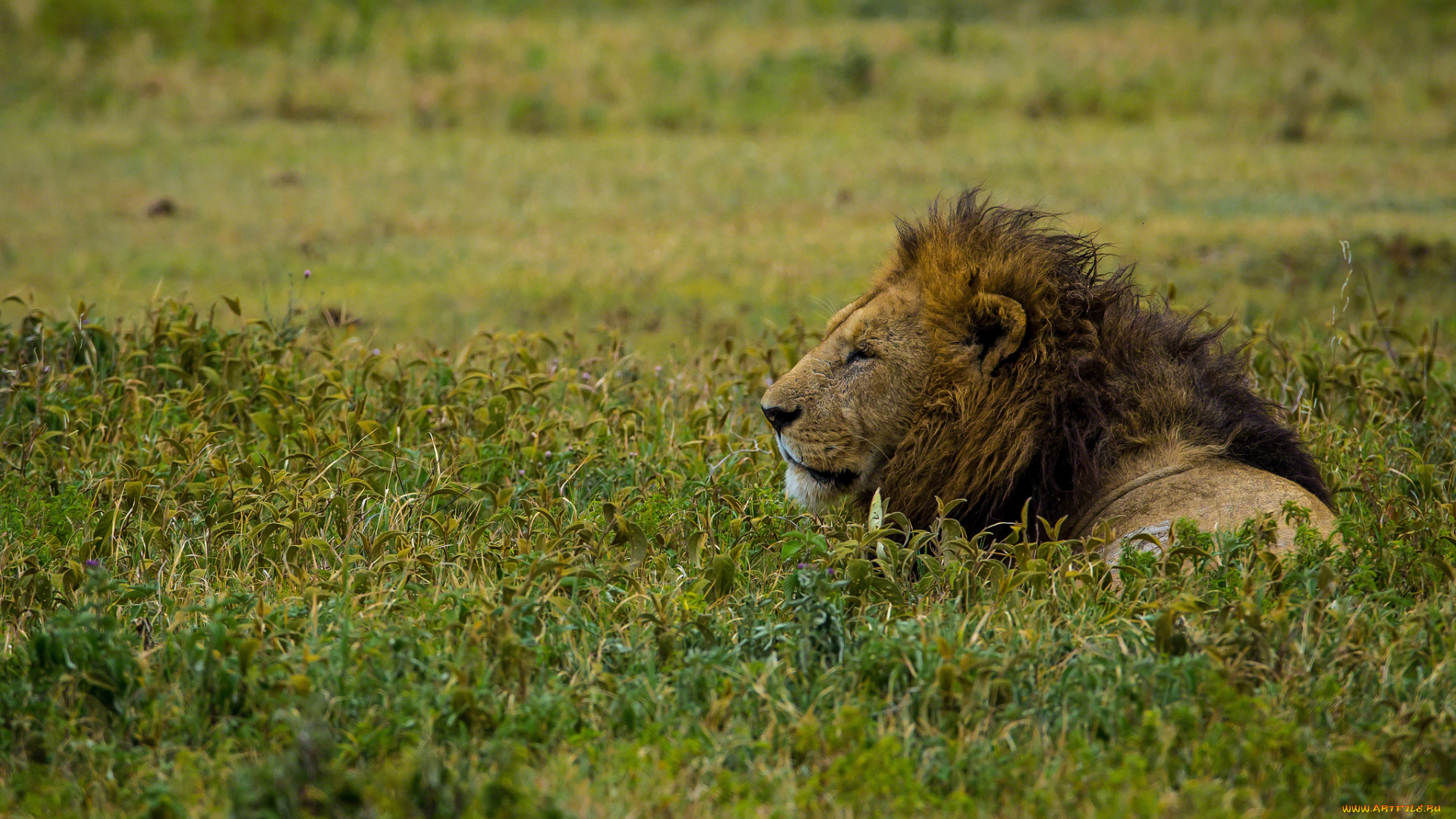 животные, львы, отдых, царь