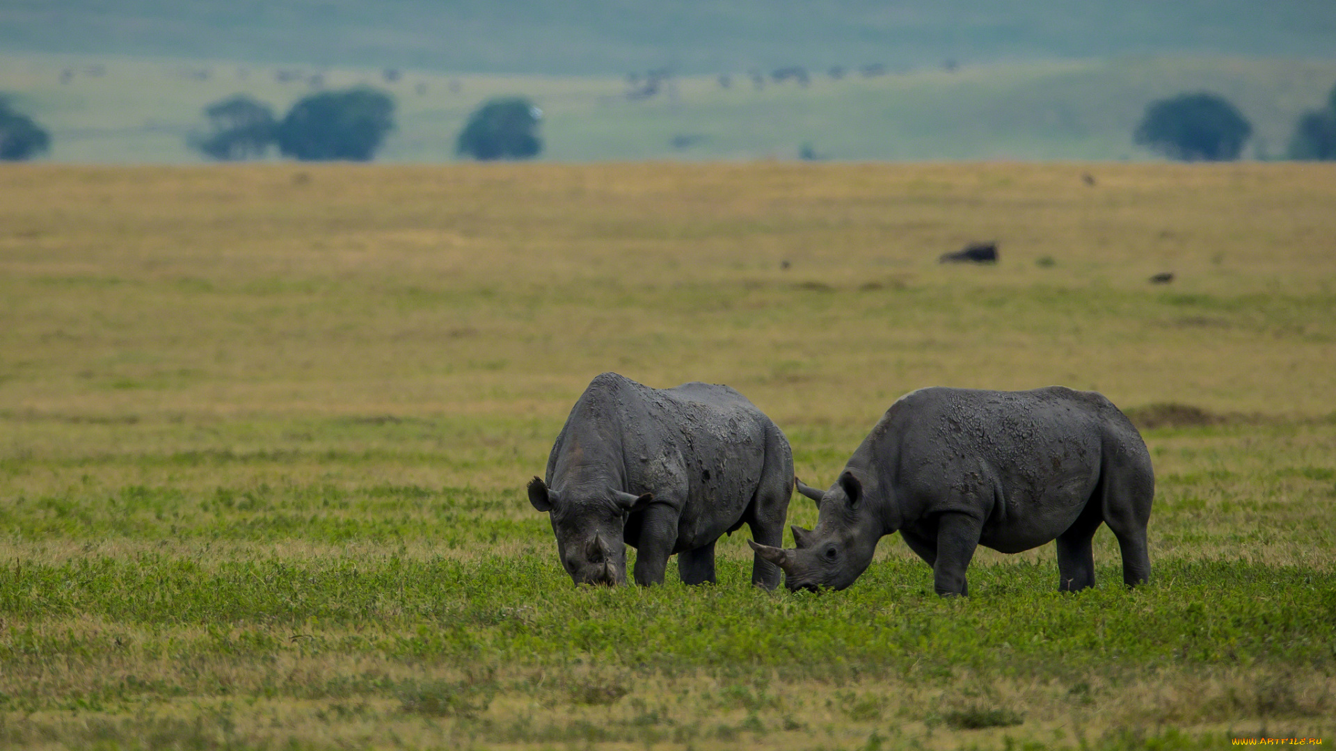 животные, носороги, пара, грязный, белый, носорог