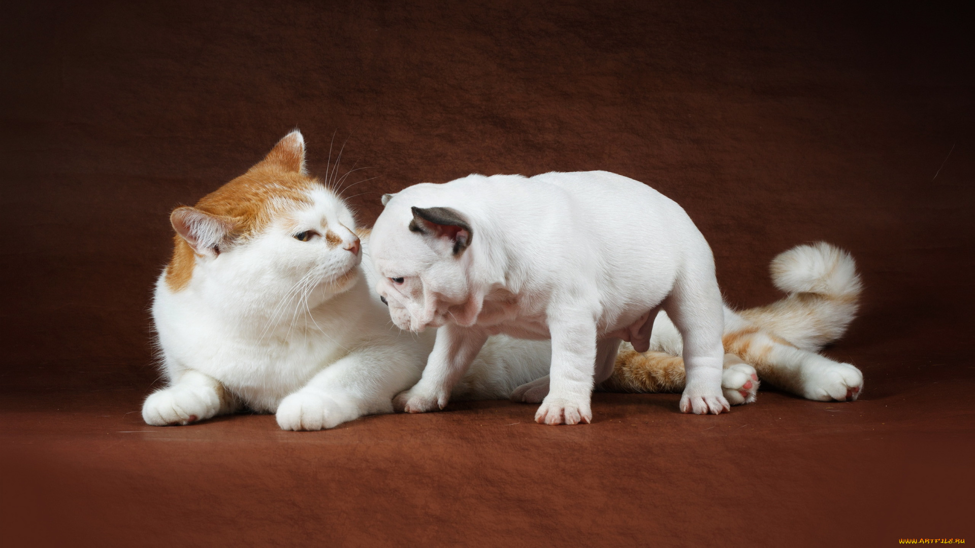 животные, разные, вместе, кошка, щенок, бульдог