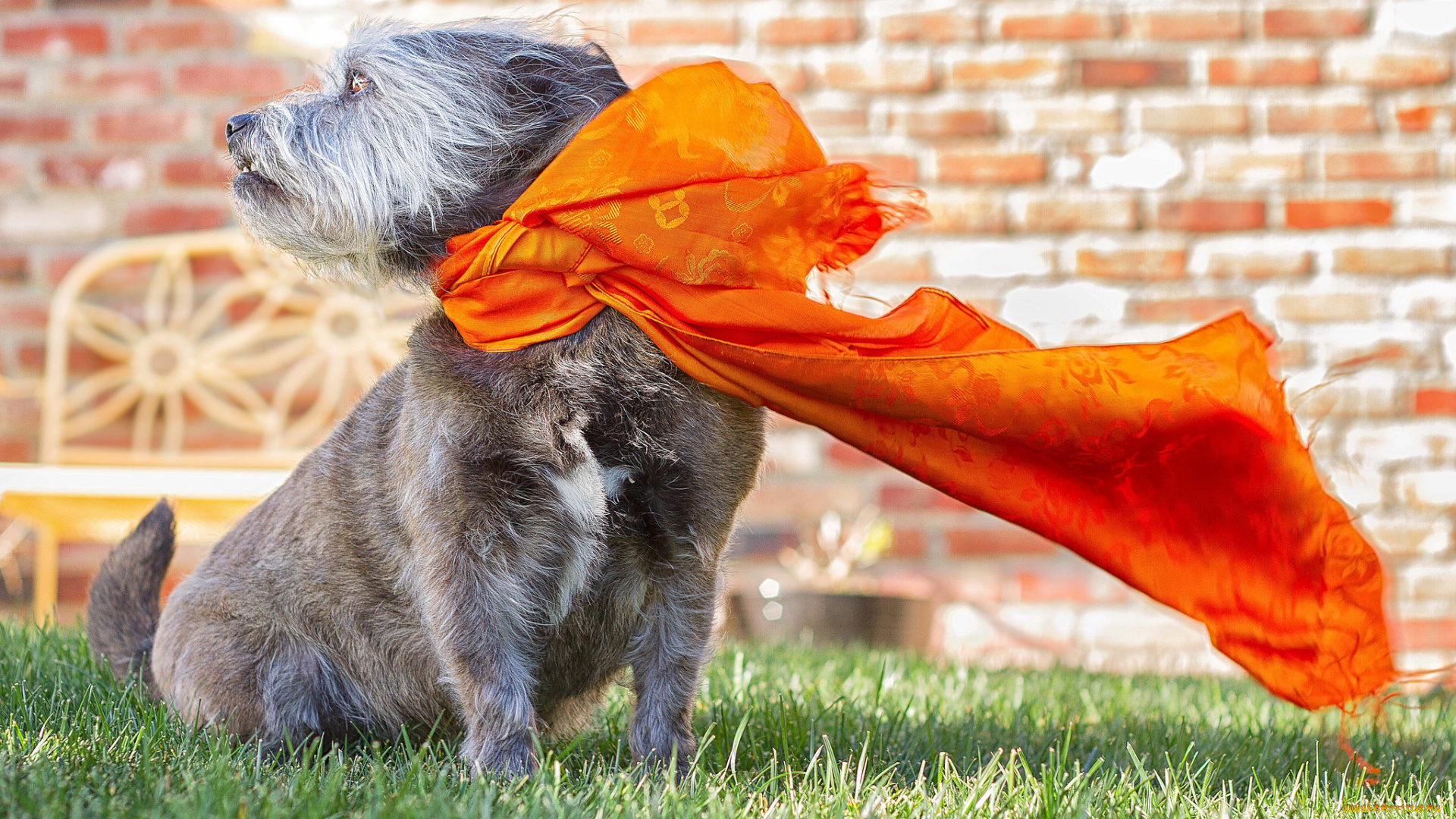 животные, собаки, цвергшнауцер, шарф, модель