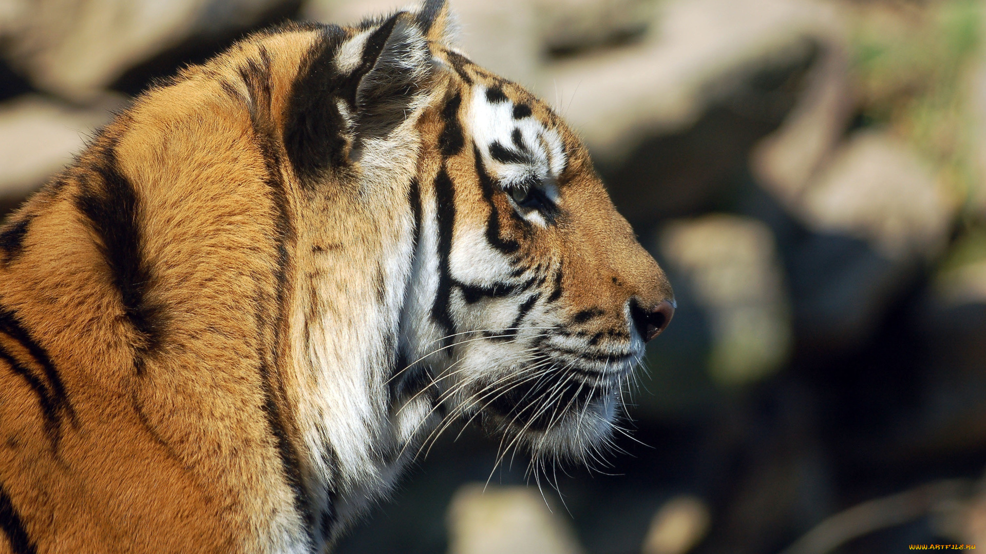 животные, тигры, морда, кошка, профиль