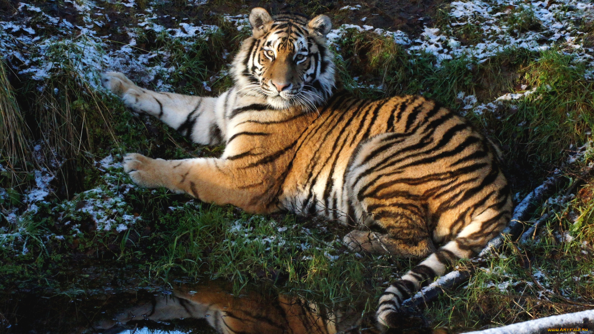 животные, тигры, отдых