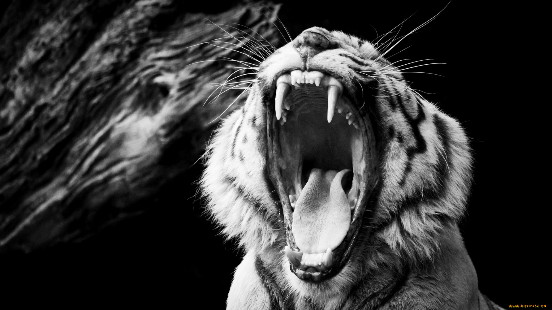 животные, тигры, пасть, рык