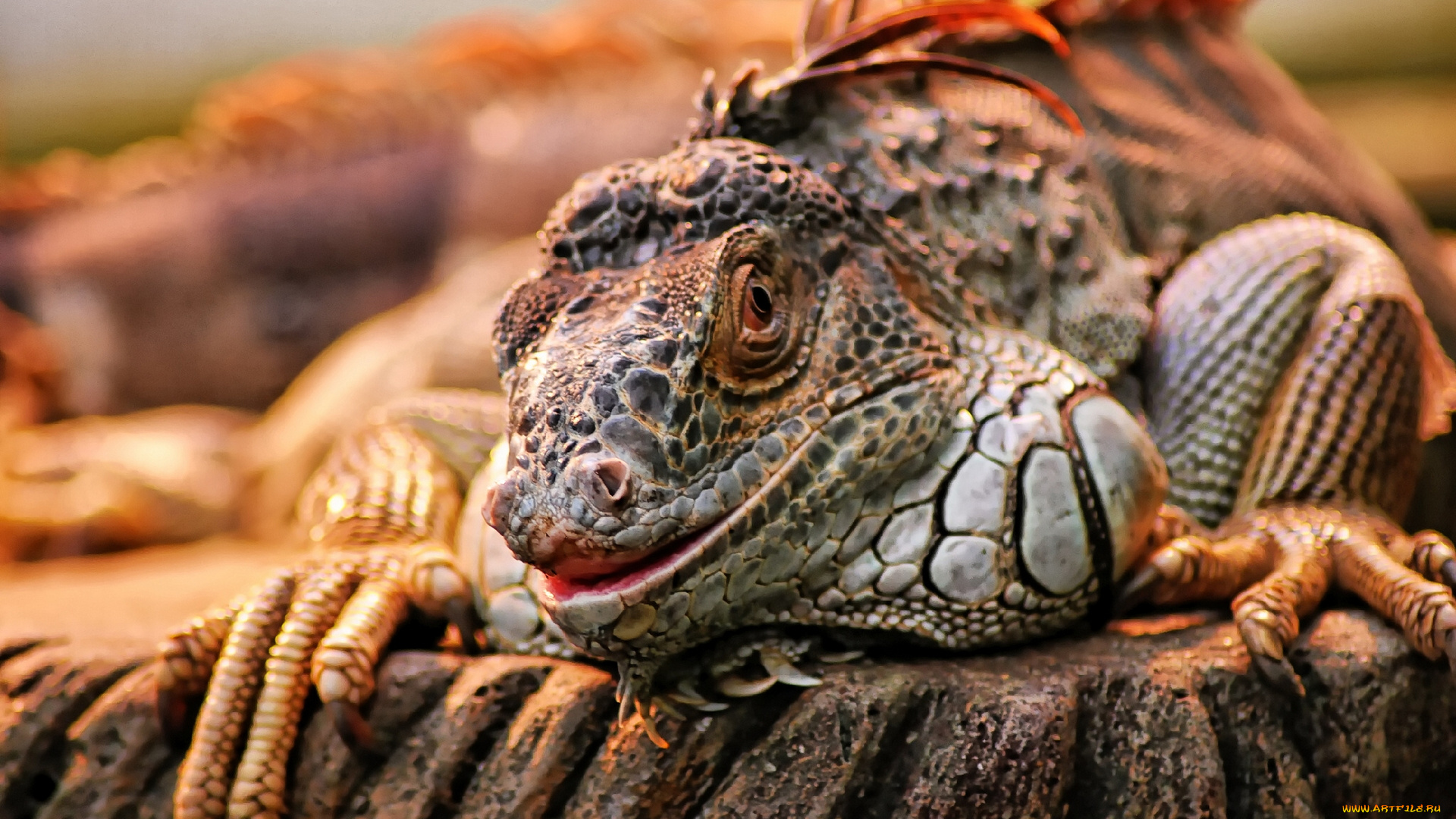 животные, Ящерицы, игуаны, вараны, игуана