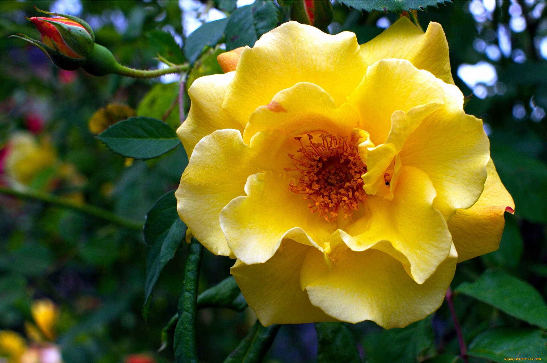 цветы, розы, макро, лепестки