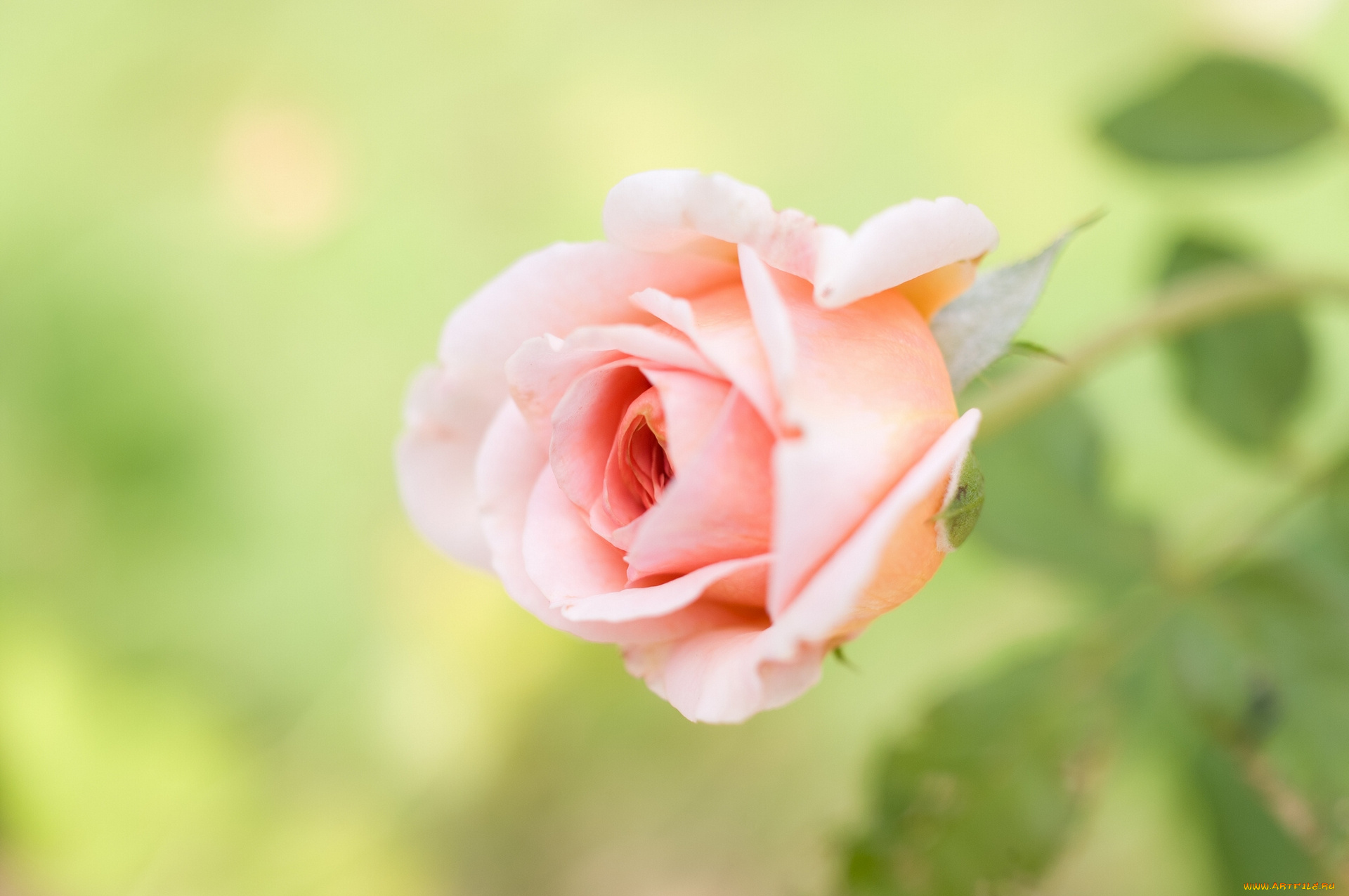 цветы, розы, бутон, макро