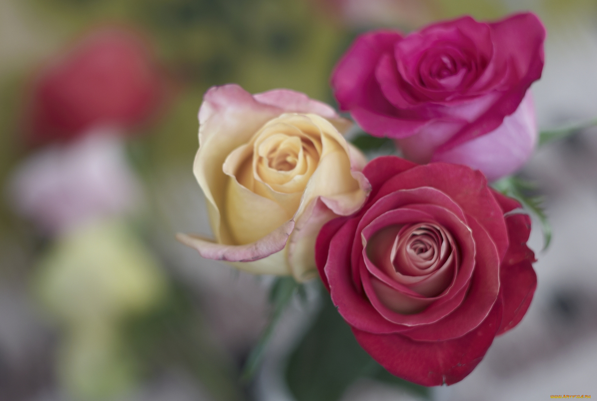 цветы, розы, бутоны