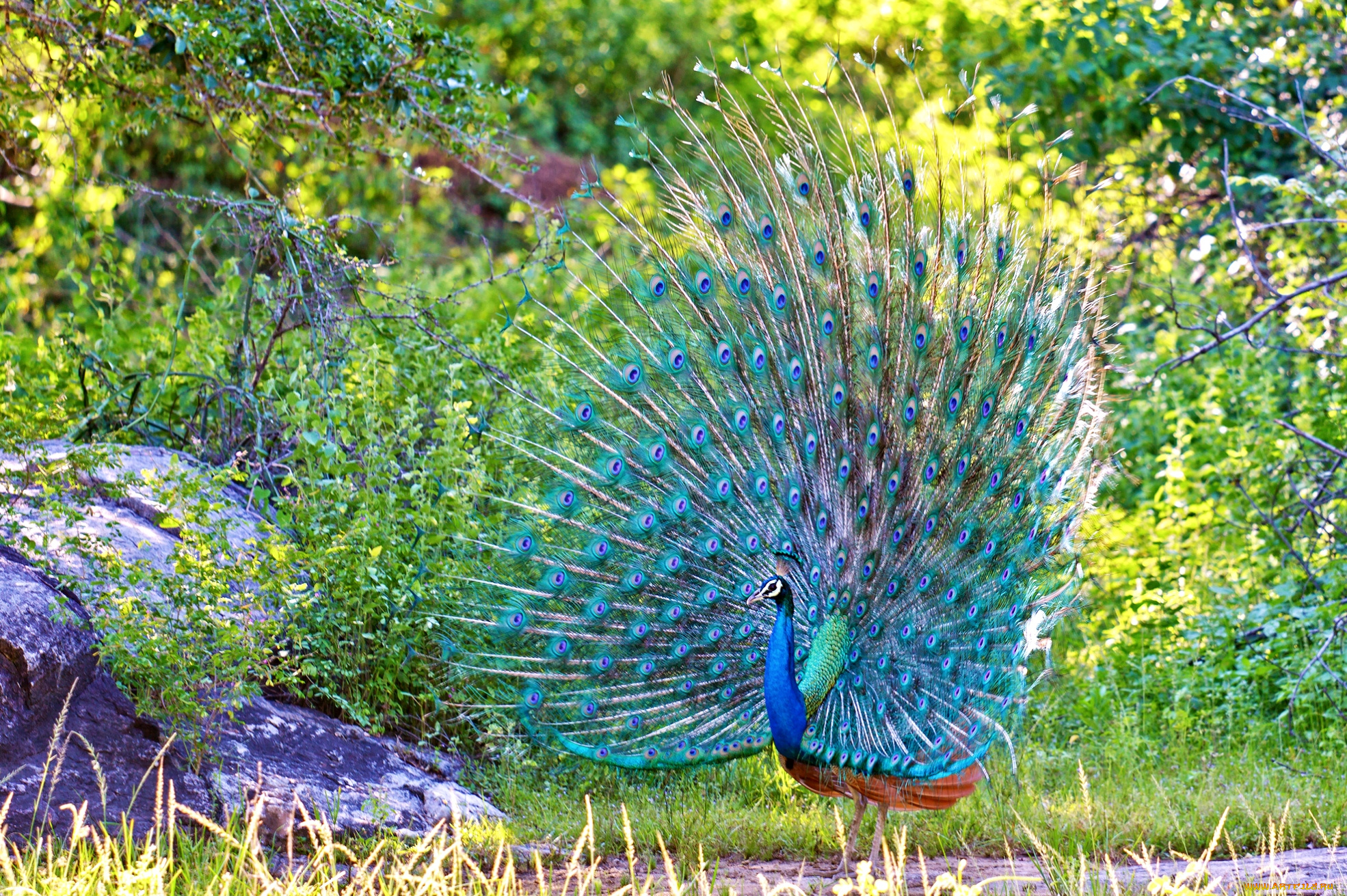 животные, павлины, хвост, красавец