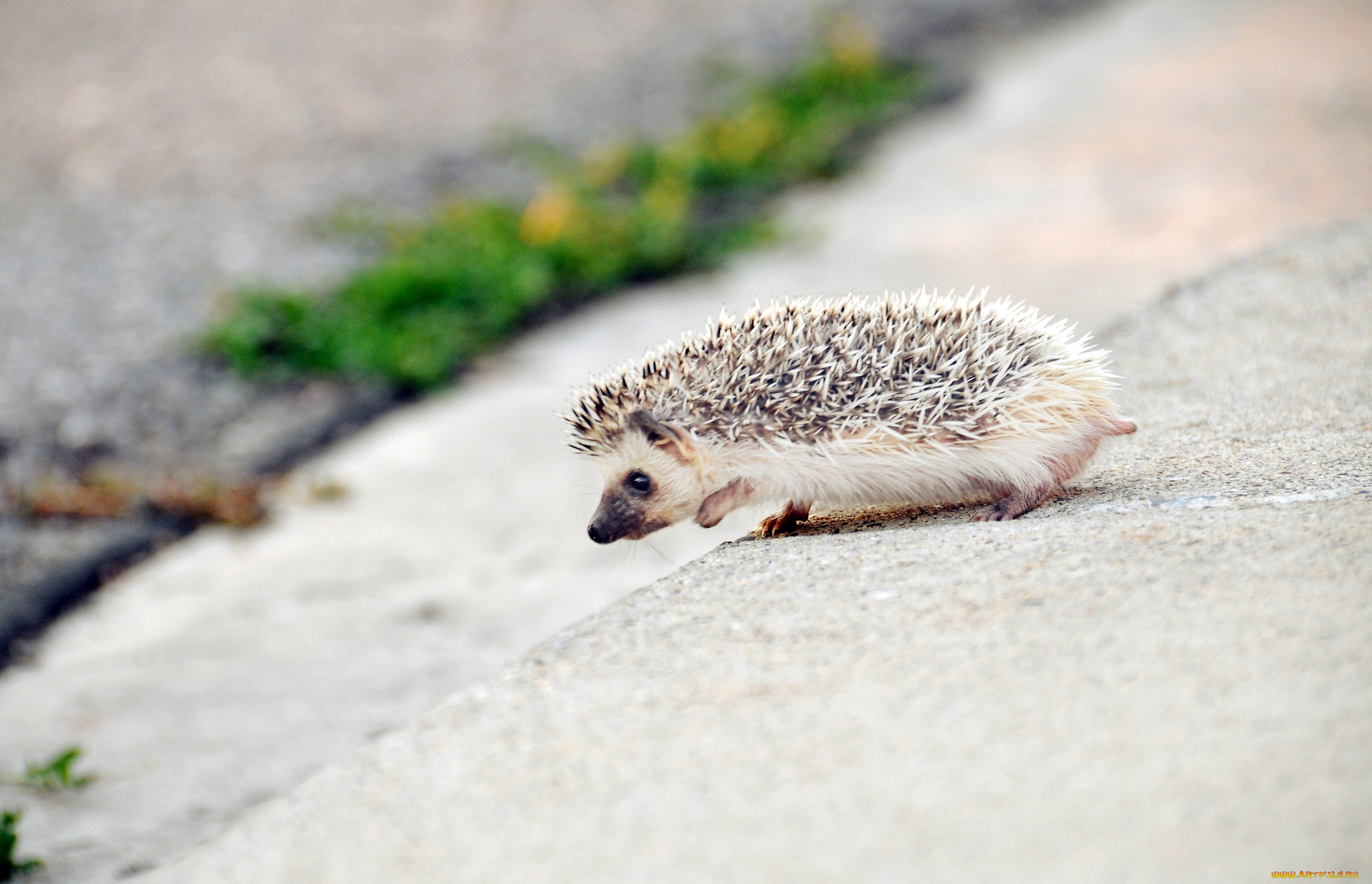 животные, ежи, малыш, колючки