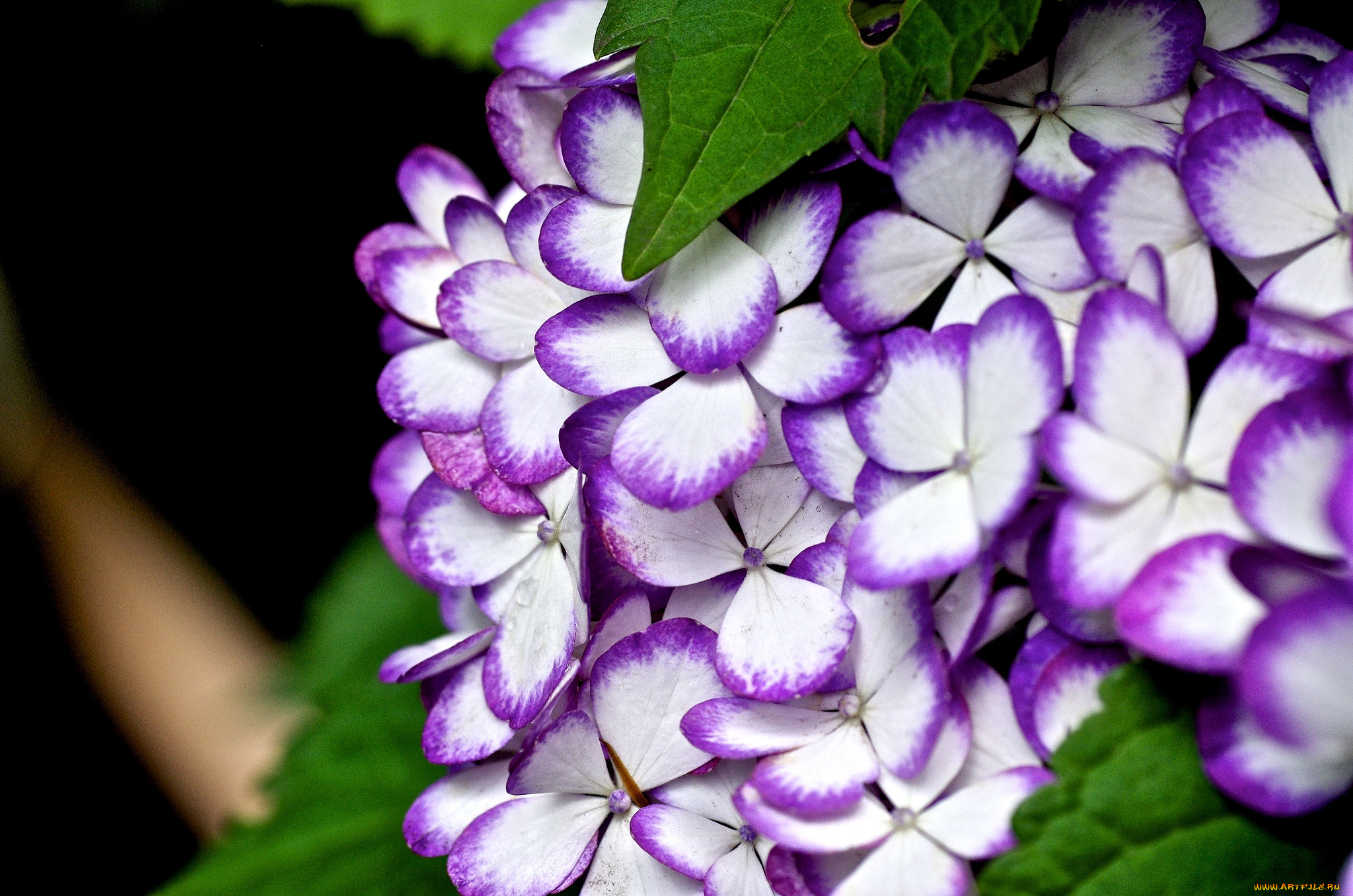 цветы, гортензия, кайма, макро