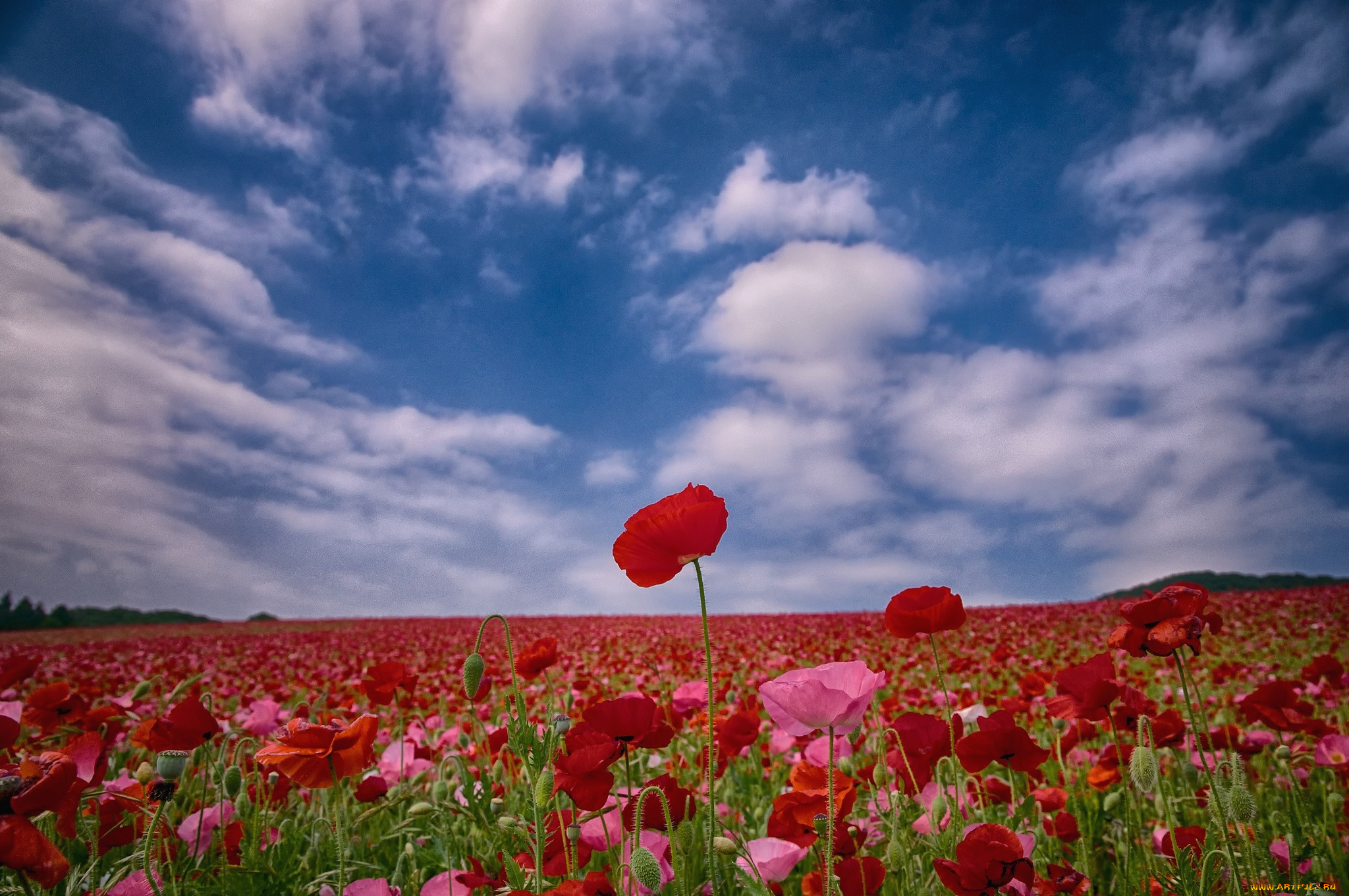 цветы, маки, небо, облака, поле