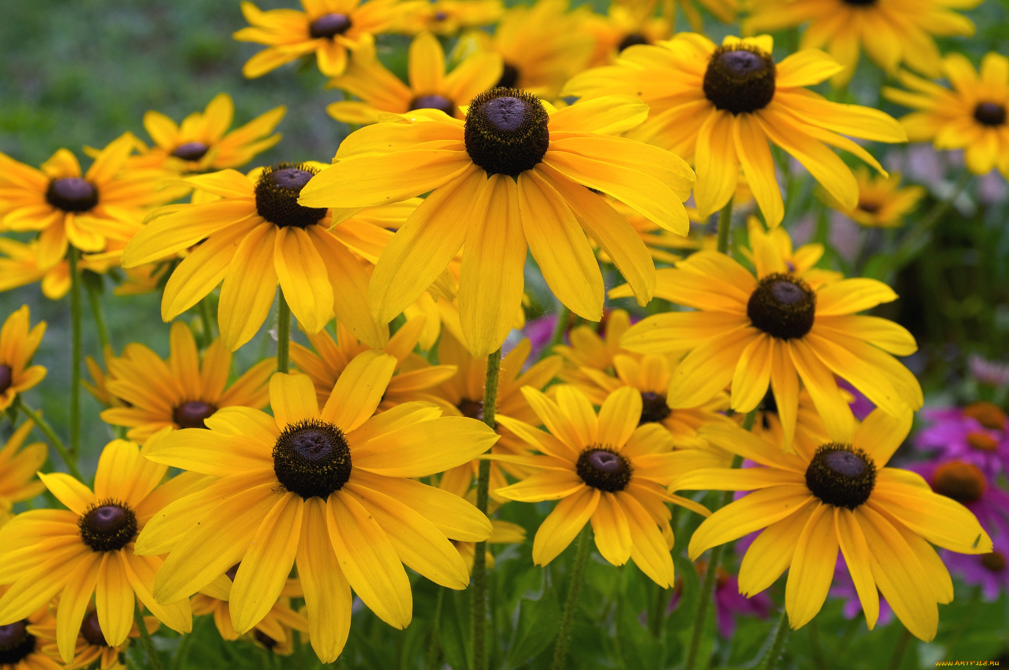 цветы, рудбекия, желтый