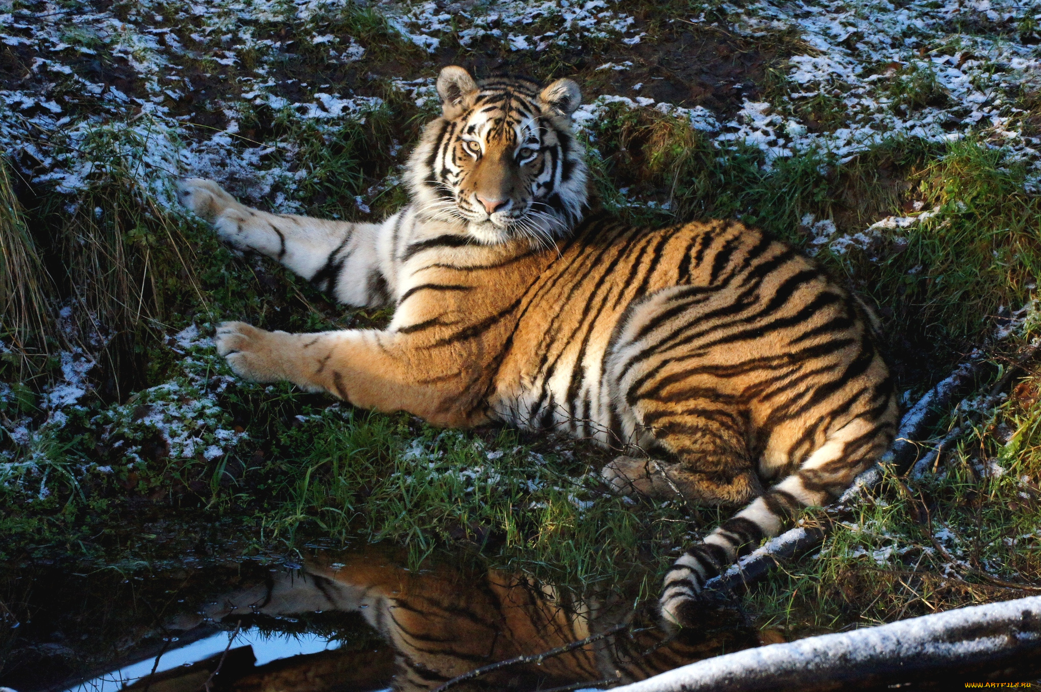 животные, тигры, отдых