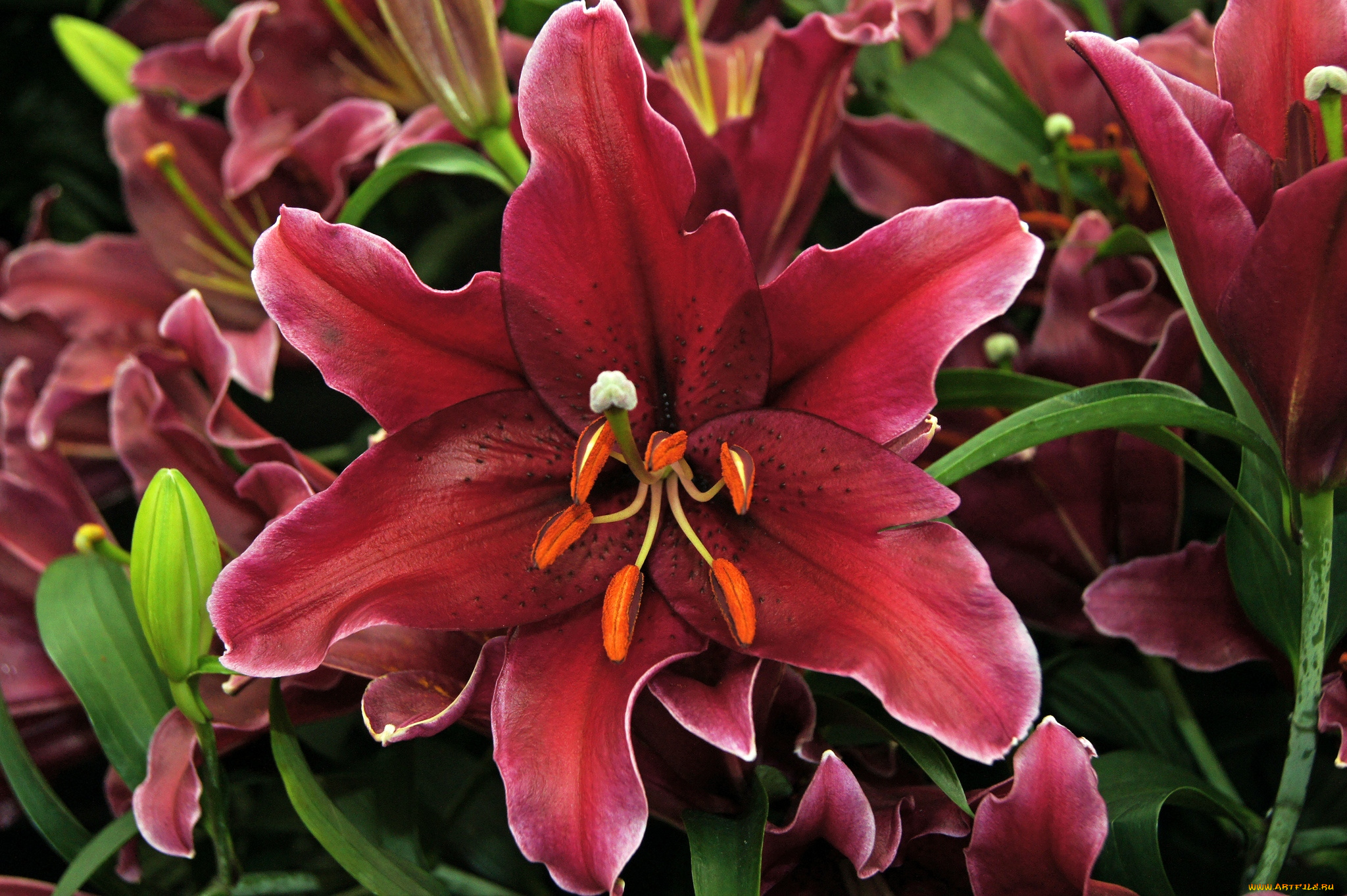 цветы, лилии, лилейники, бордовый, макро