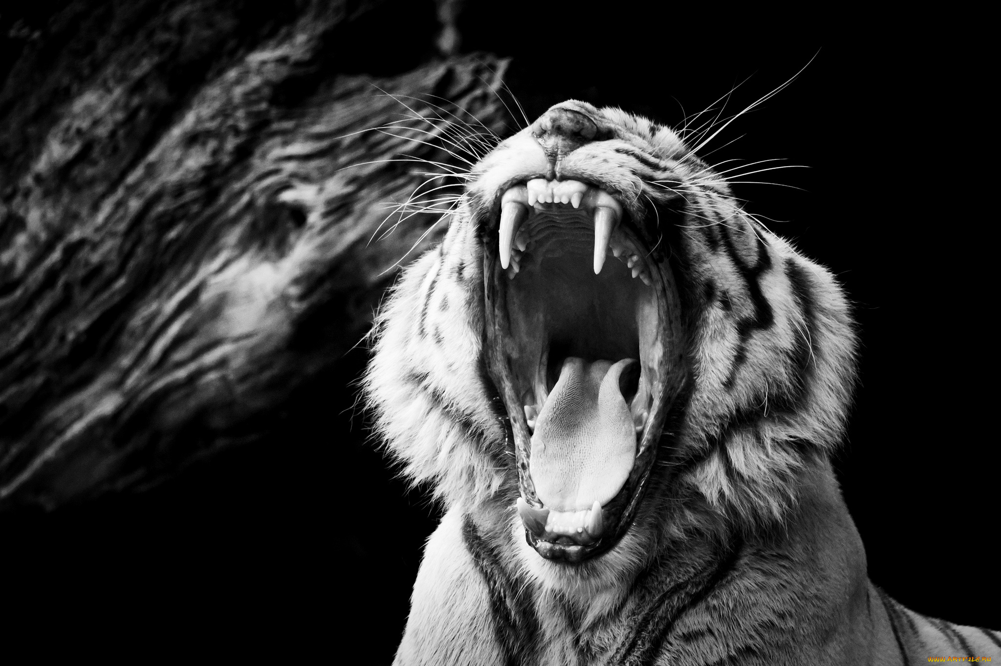 животные, тигры, пасть, рык