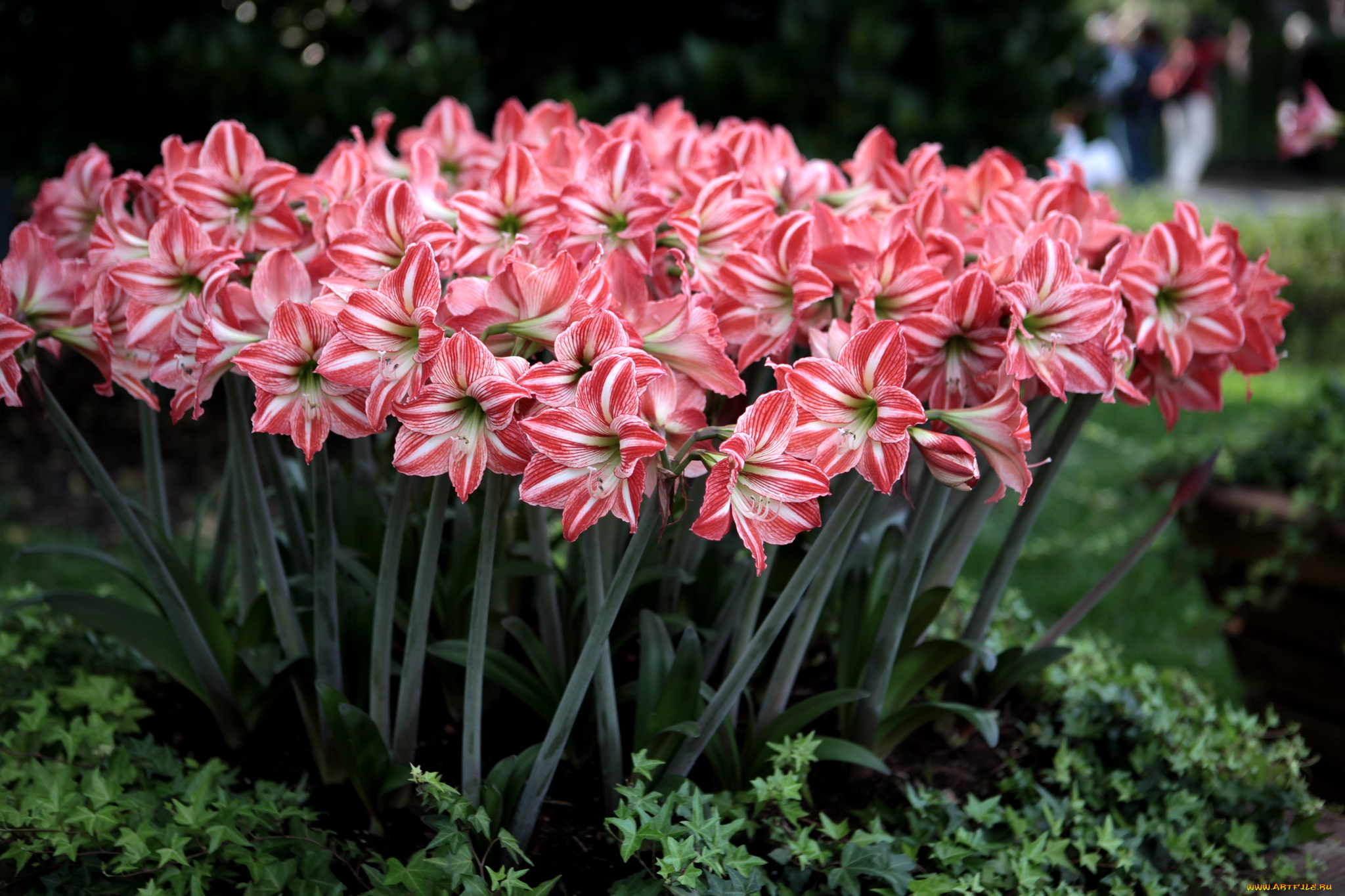 цветы, амариллисы, гиппеаструмы, пестрый, много