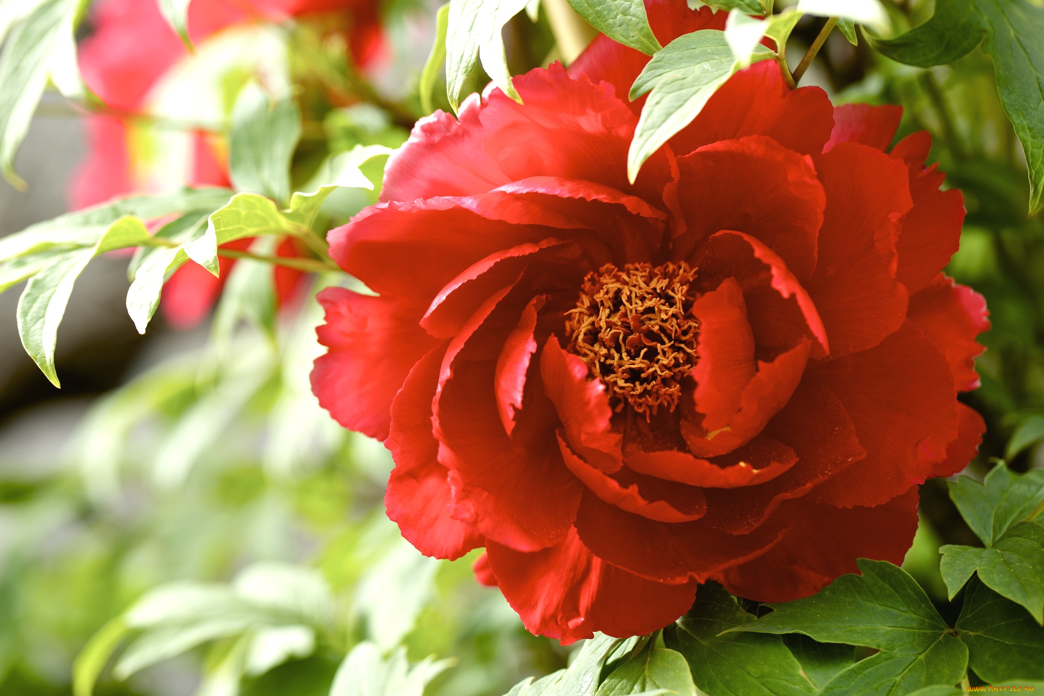 цветы, пионы, красный, пышный