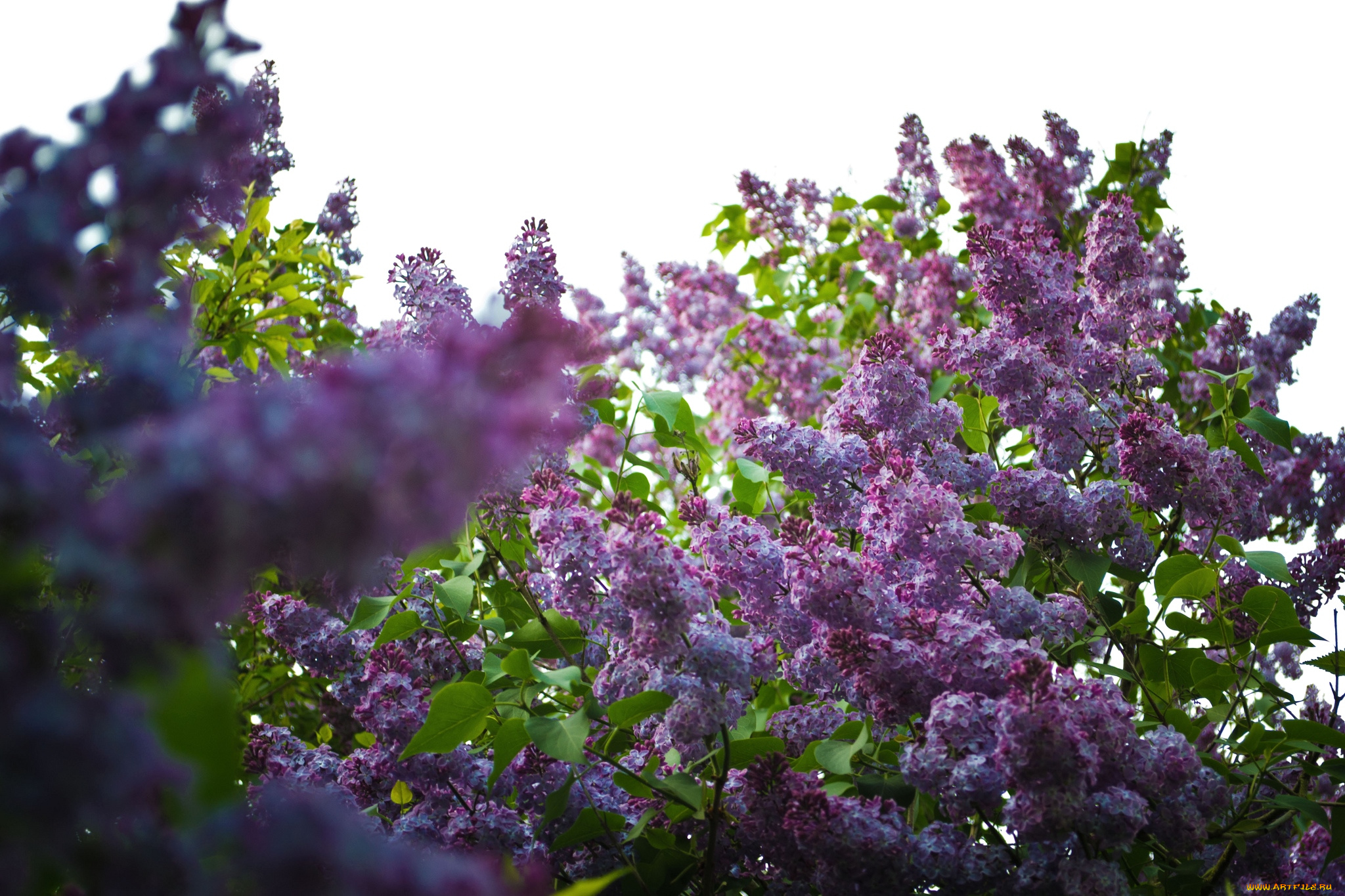 цветы, сирень, кусты, весна