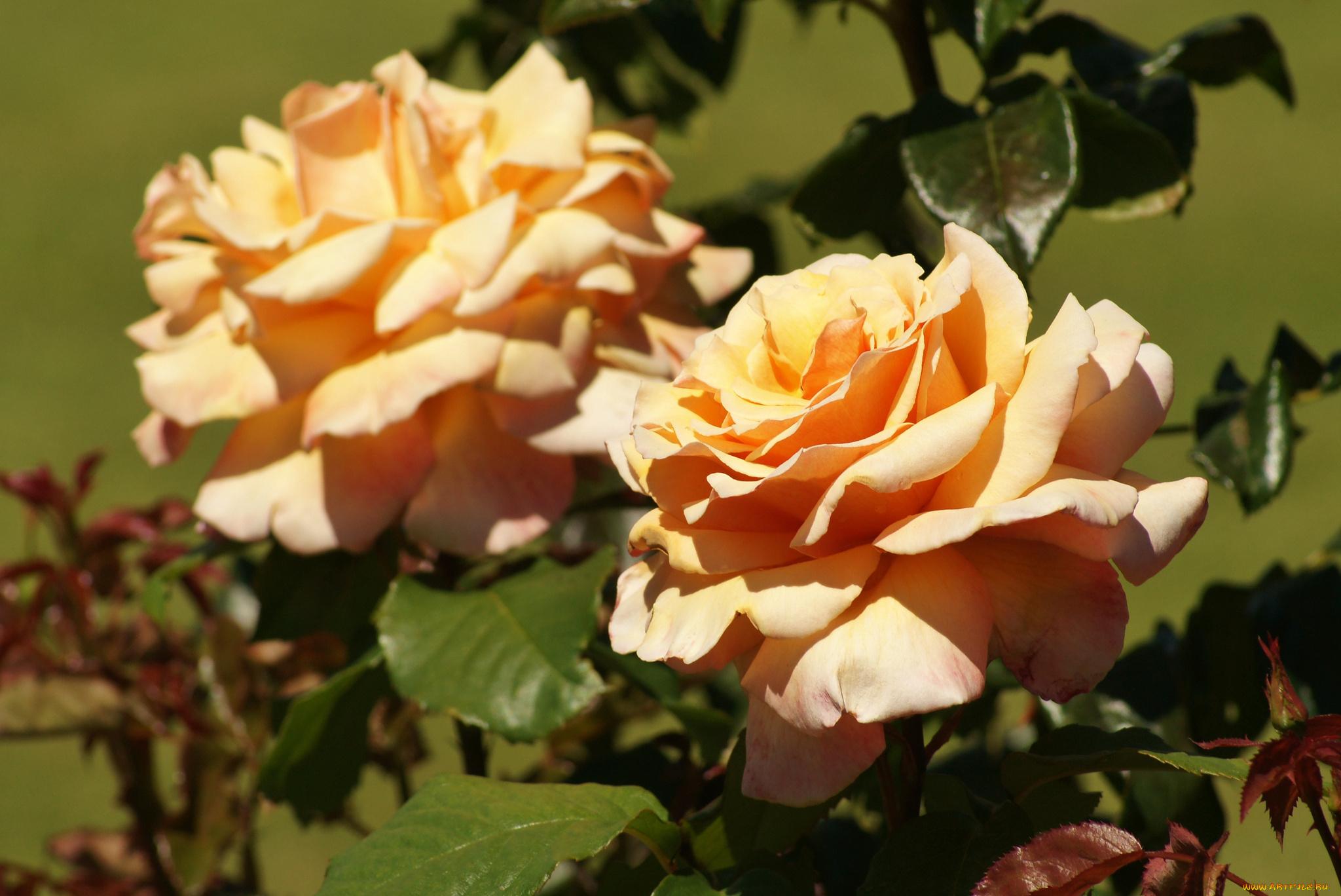 цветы, розы, макро