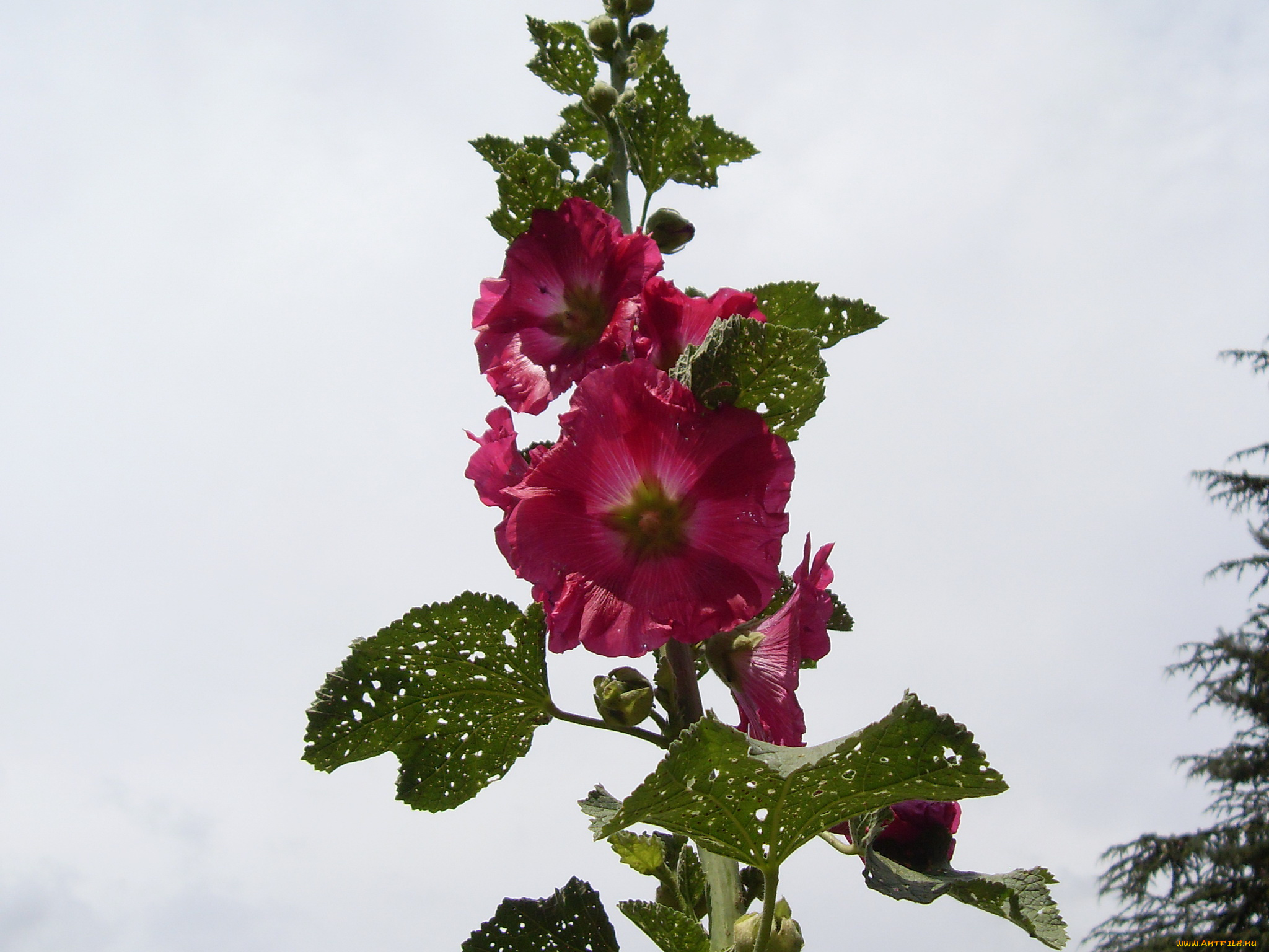 цветы, мальвы, мальва