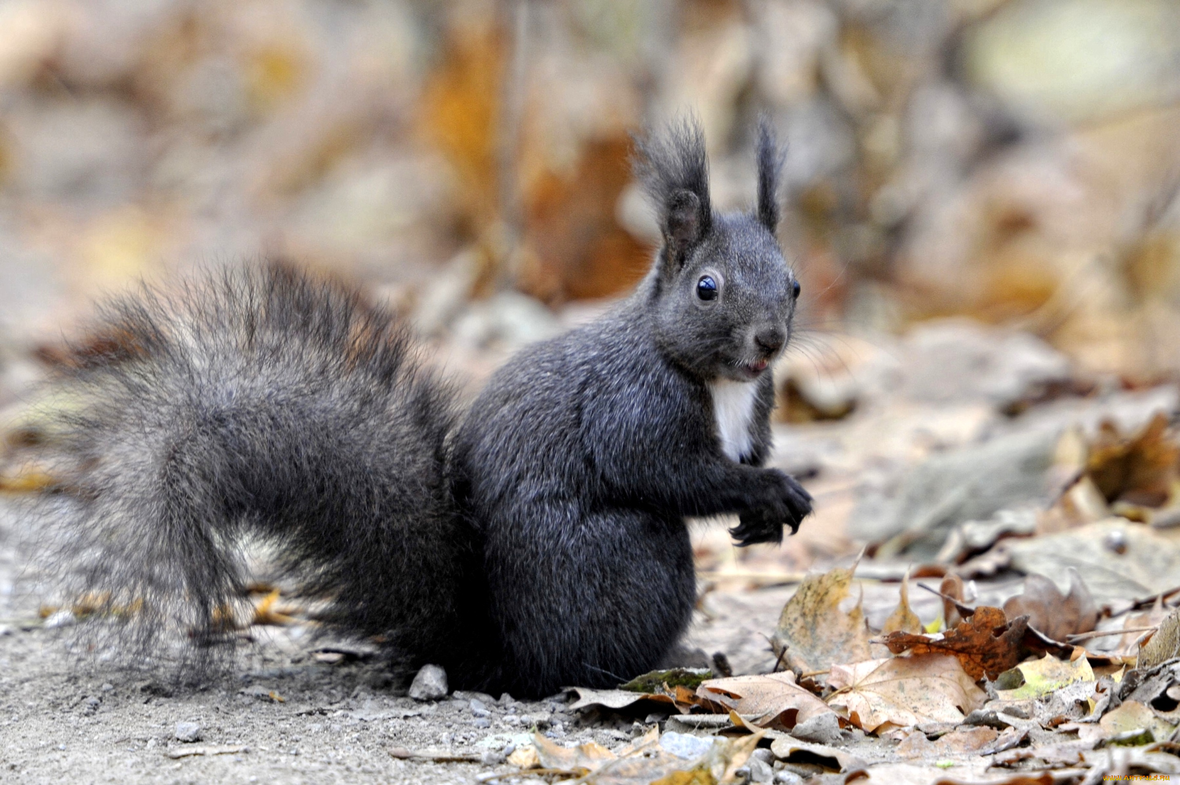животные, белки, черный, зверек