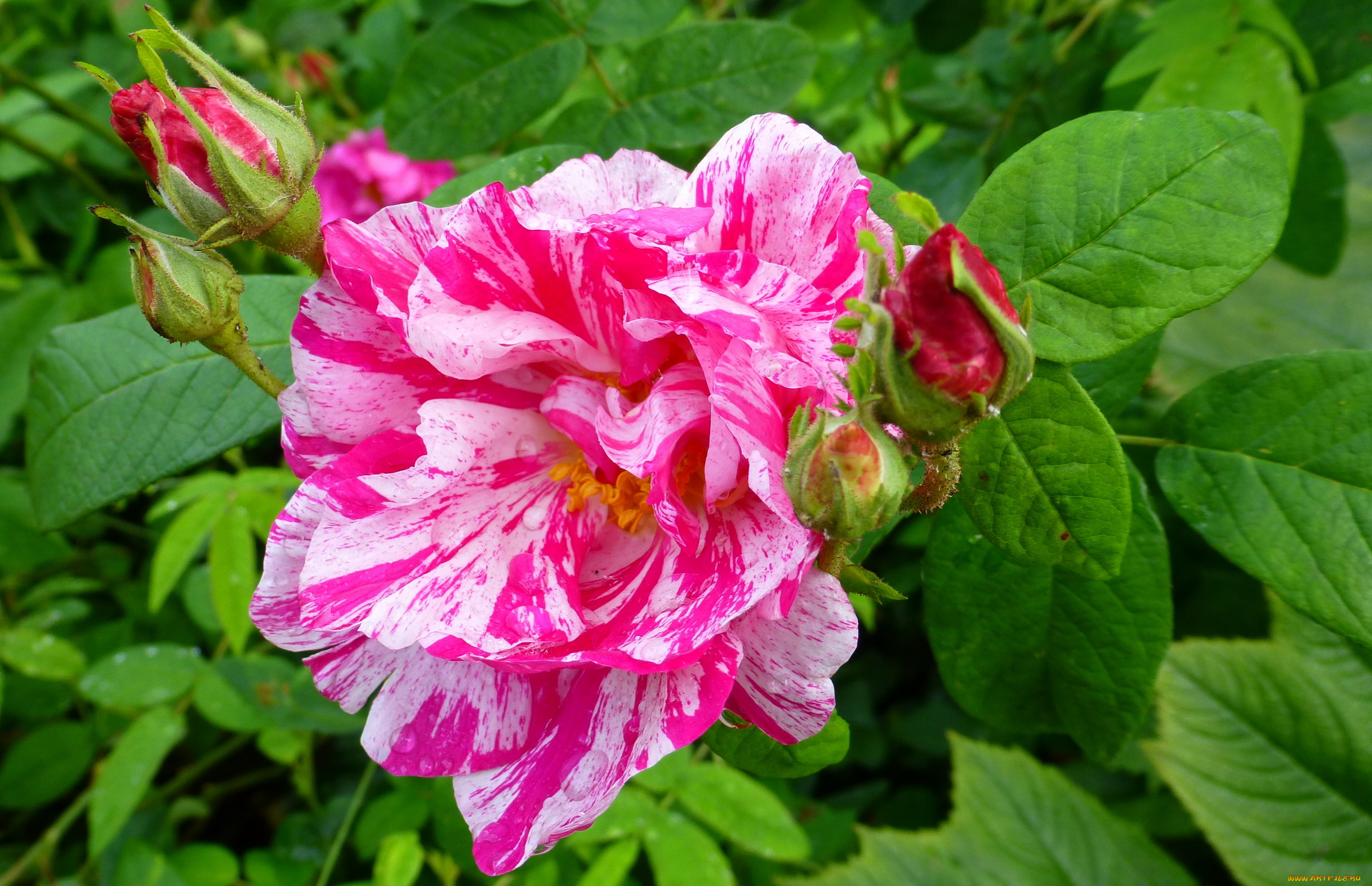 цветы, розы, роза