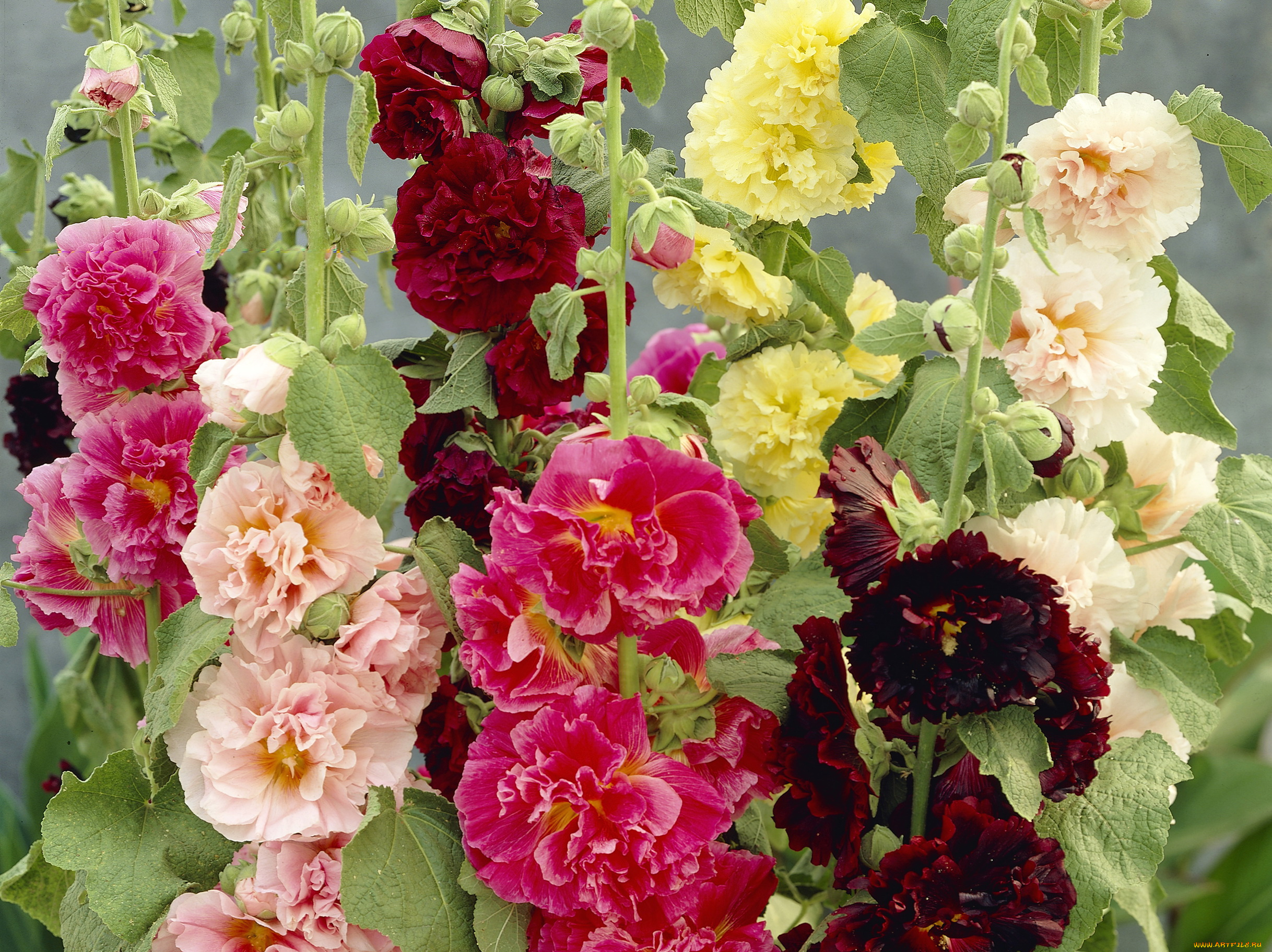 цветы, мальвы, мальва