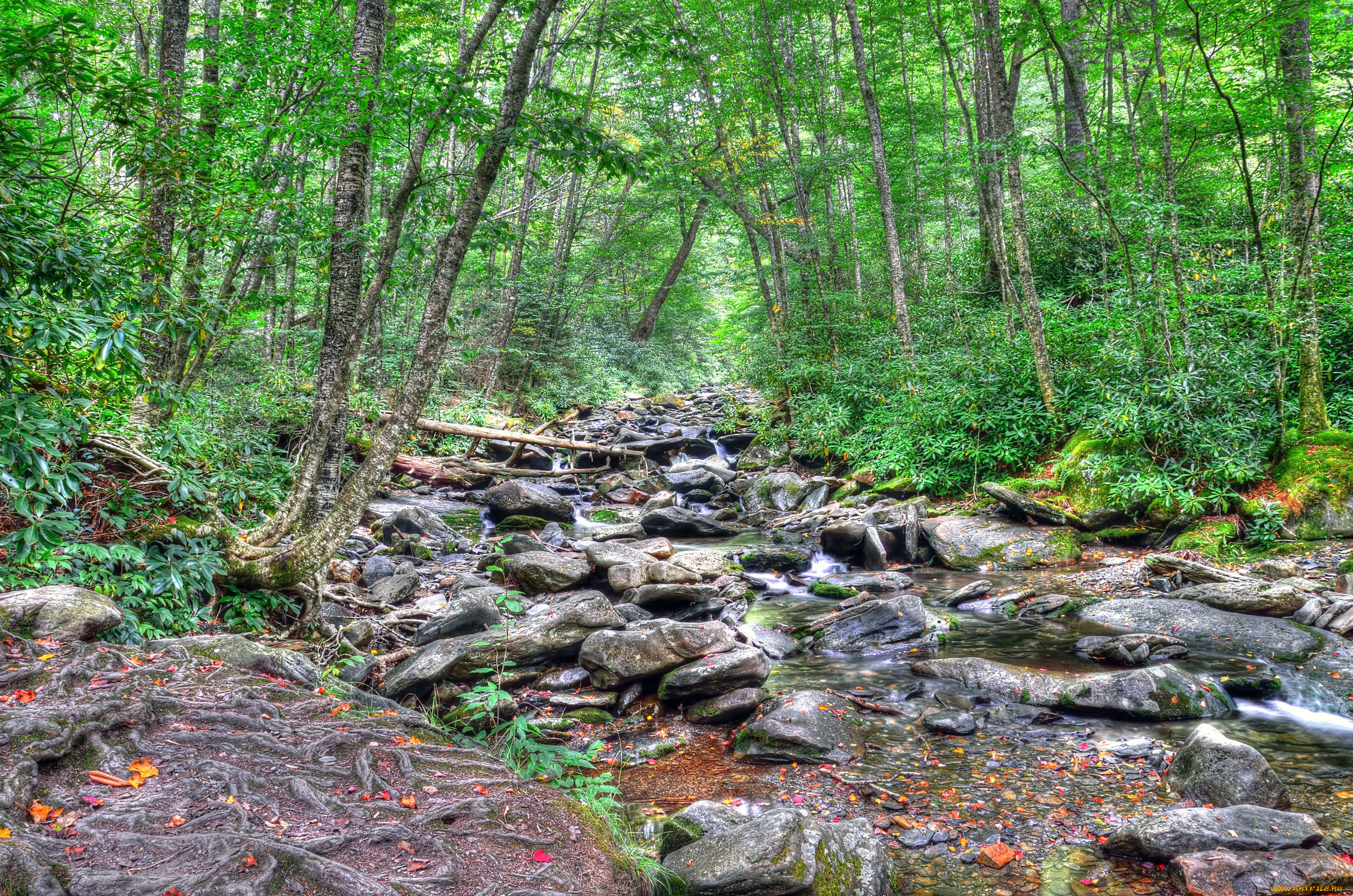 природа, лес, деревья, река, камни, hdr