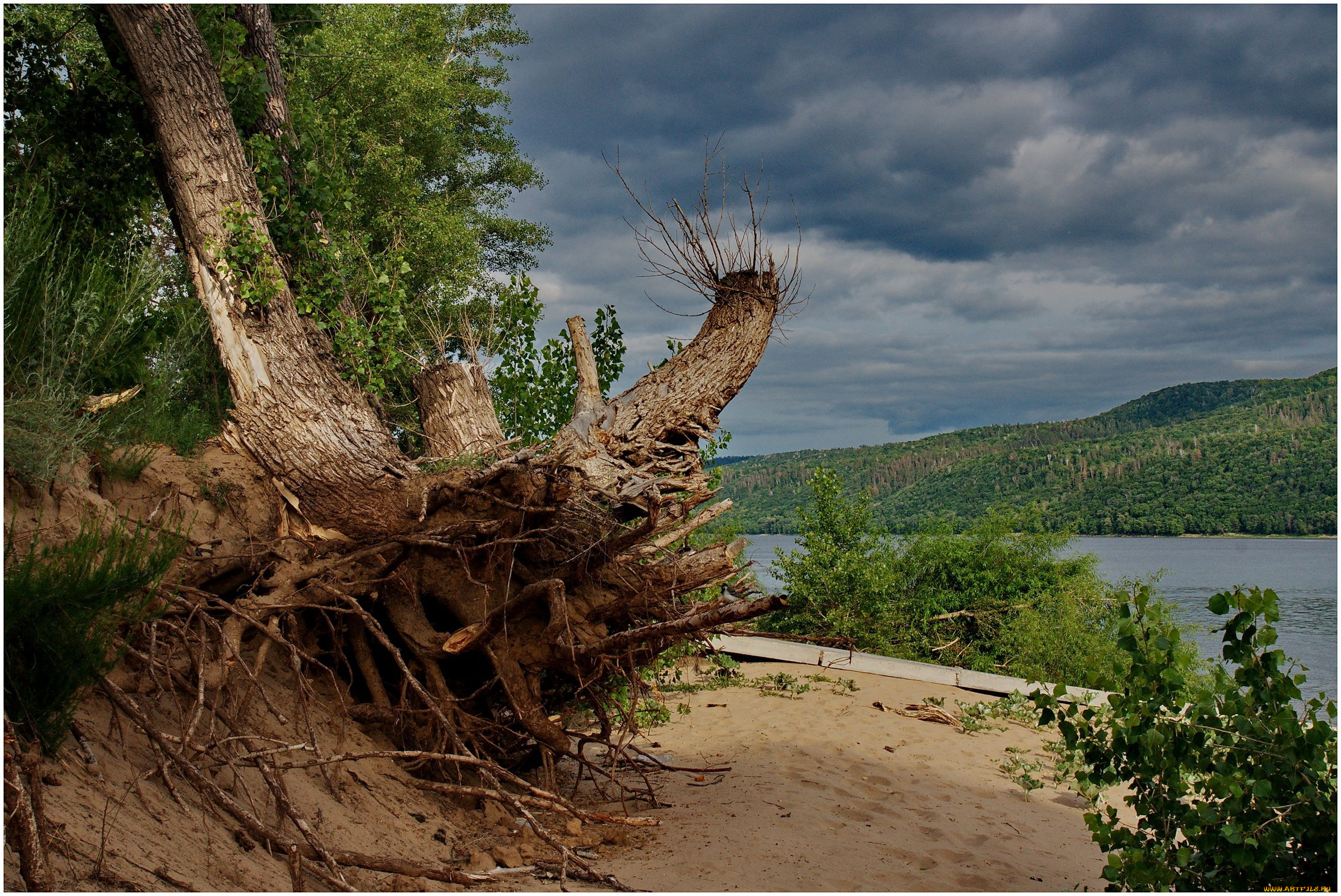природа, деревья, река, лес, тропинка, дерево, корни