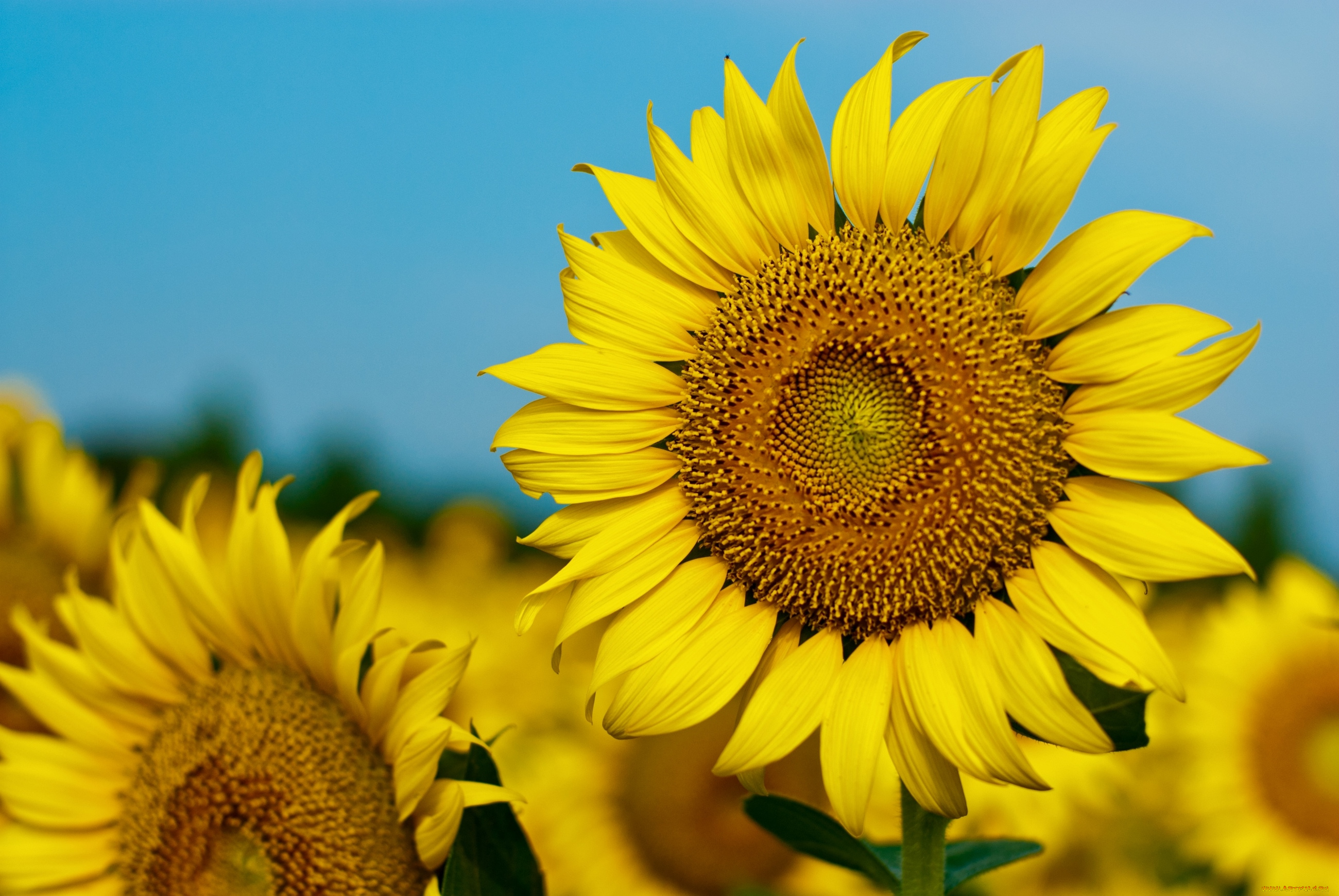 цветы, подсолнухи, солнышко