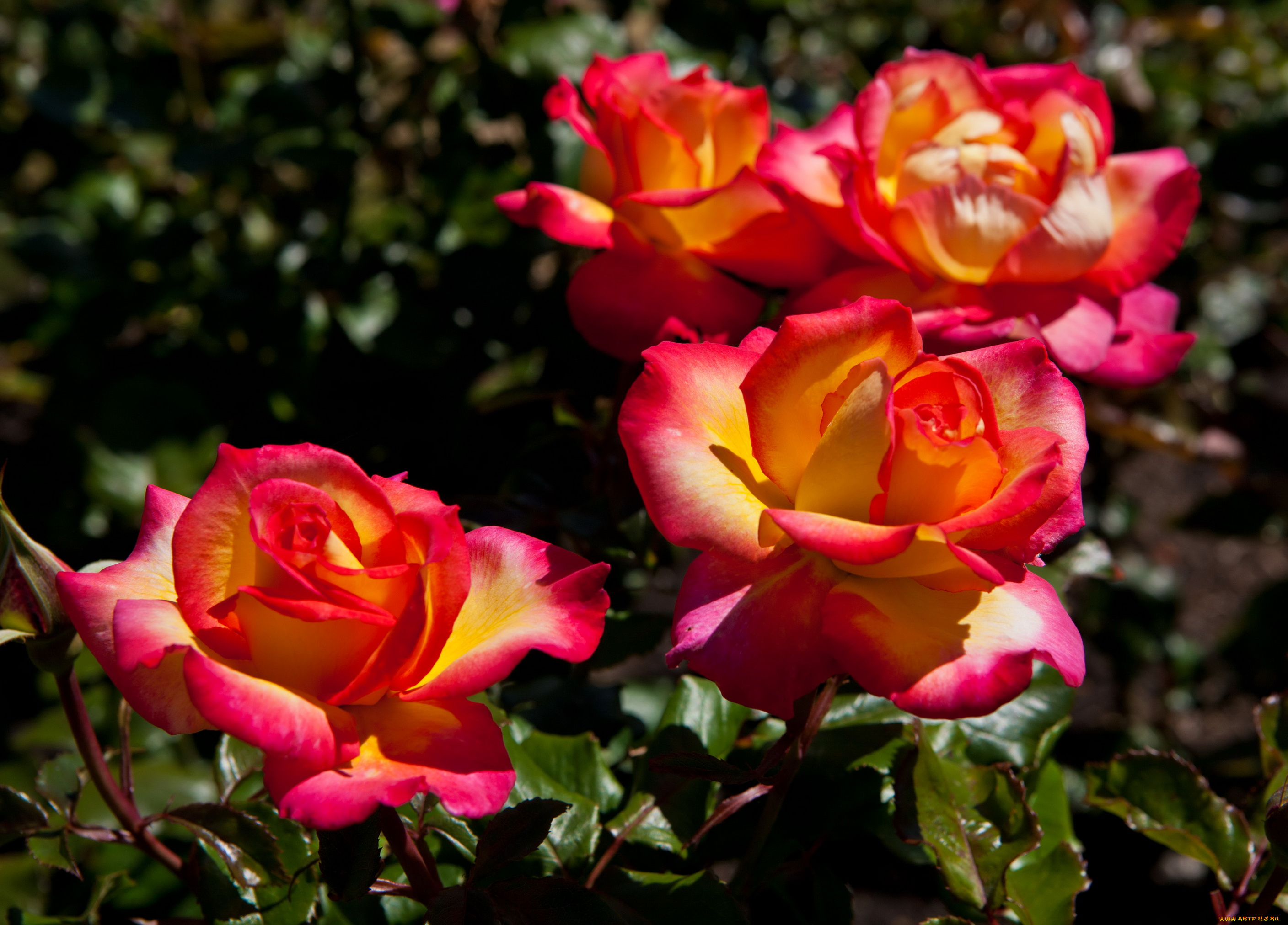 цветы, розы