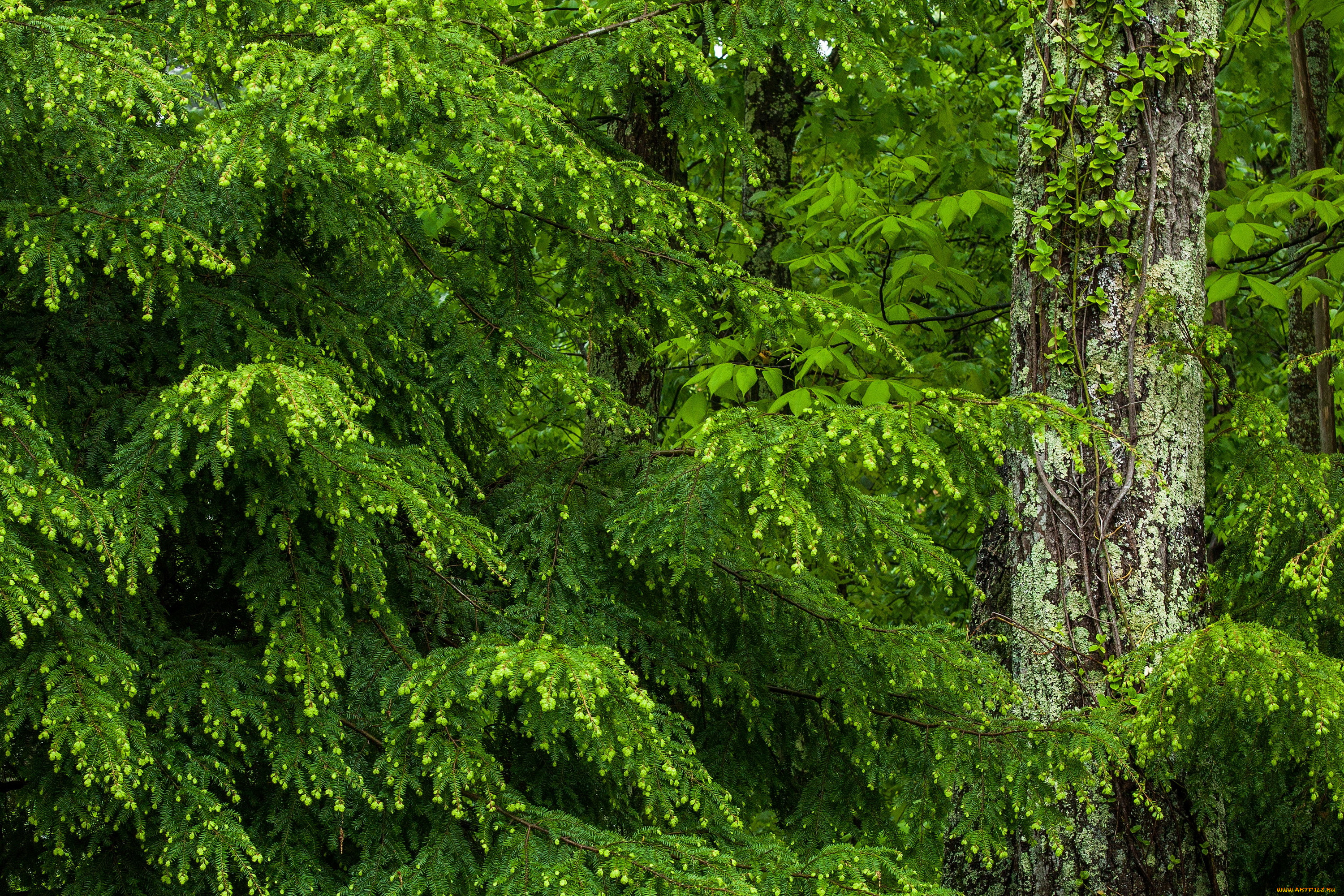 ель, природа, лес, деревья, мох