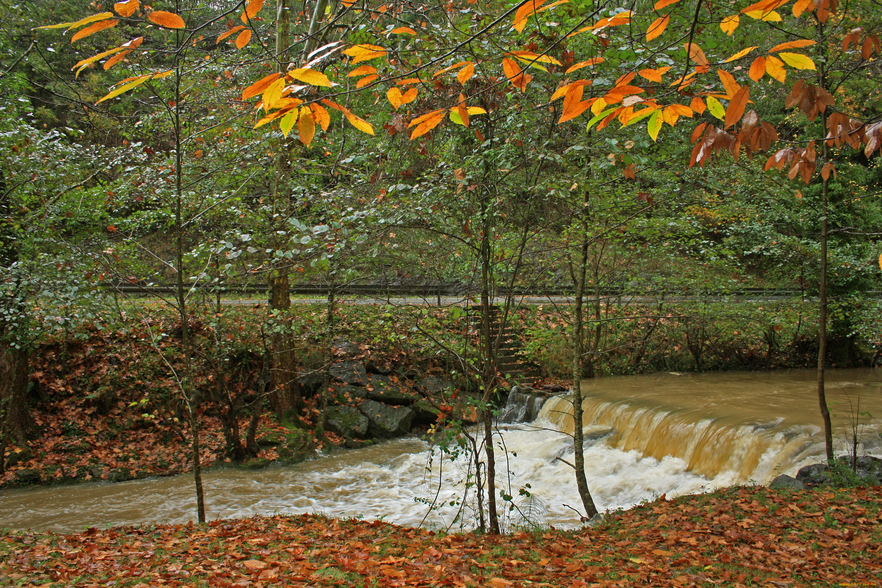 испания, энкартасьонес, природа, реки, озера, река, пороги, деревья