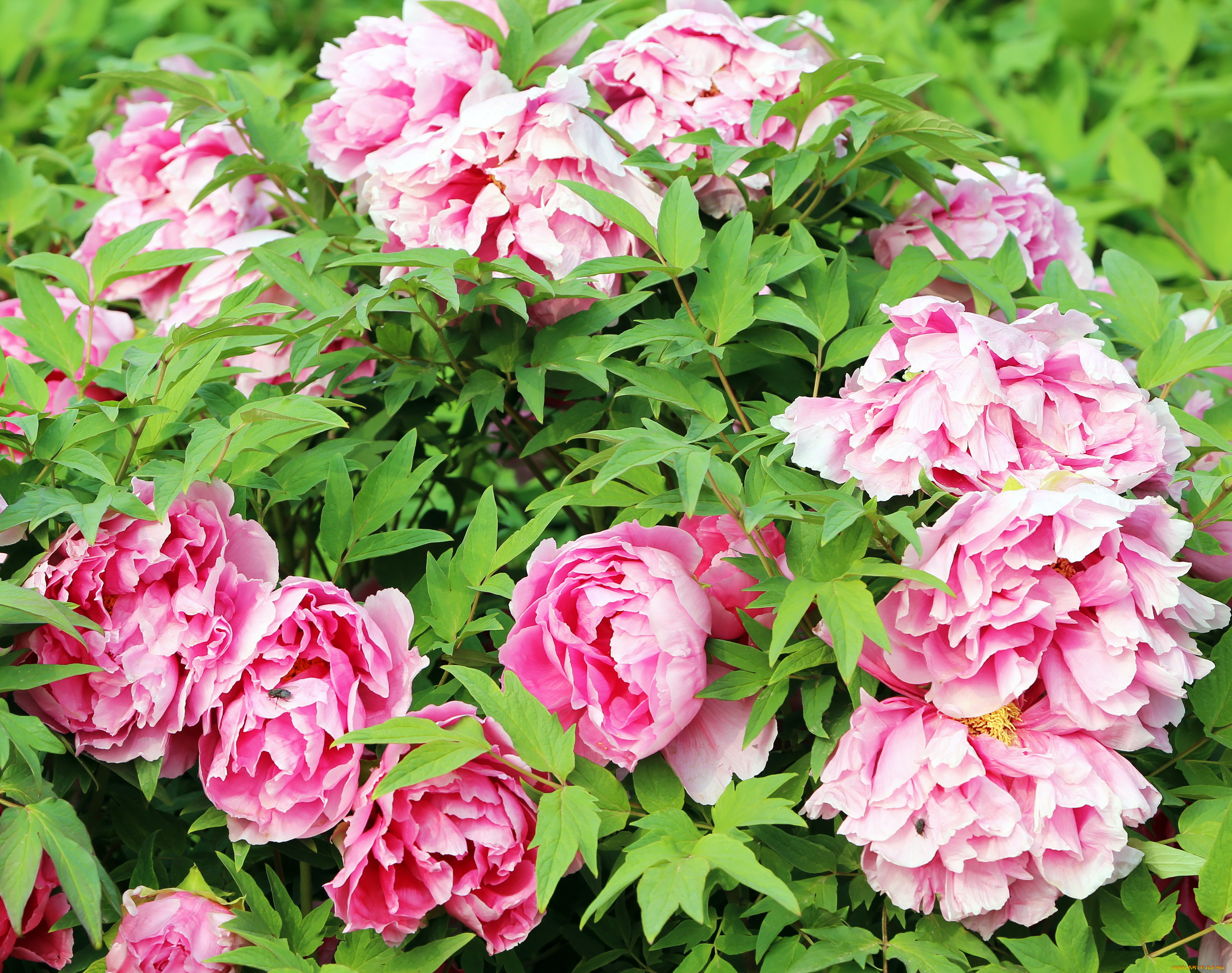 цветы, пионы