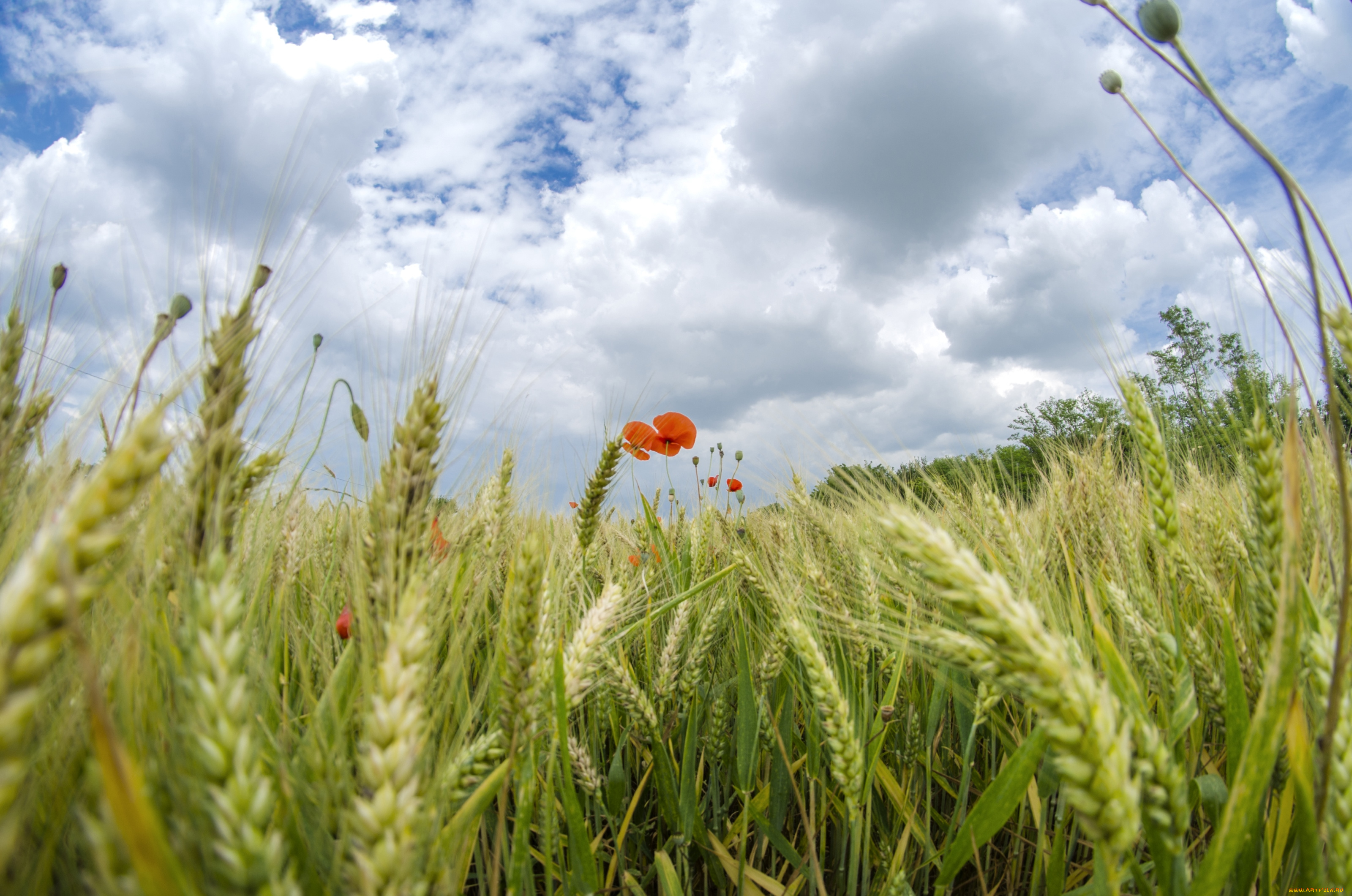 природа, поля, колоски, мак, макро