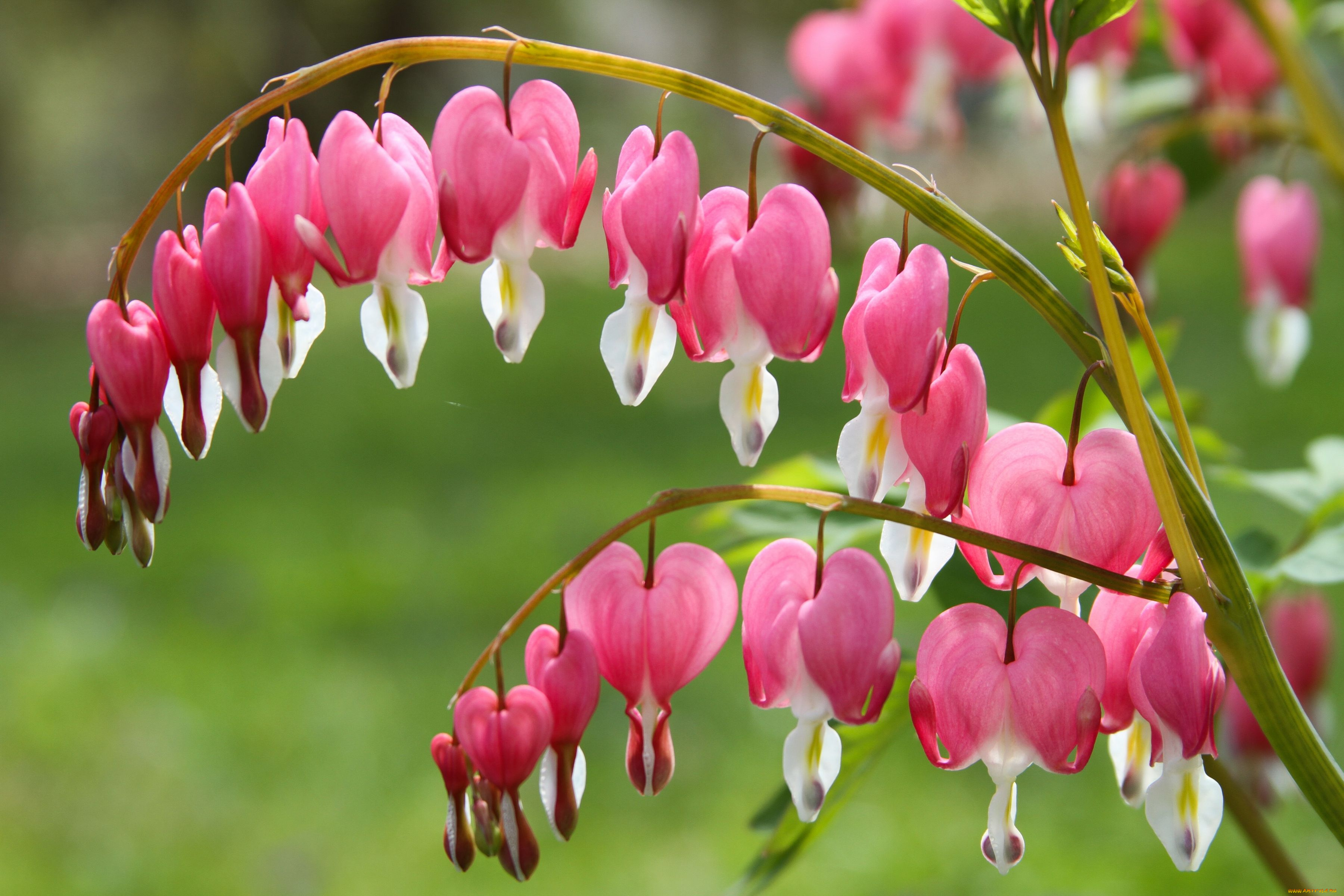 цветы, дицентра, разбитое, сердце, макро