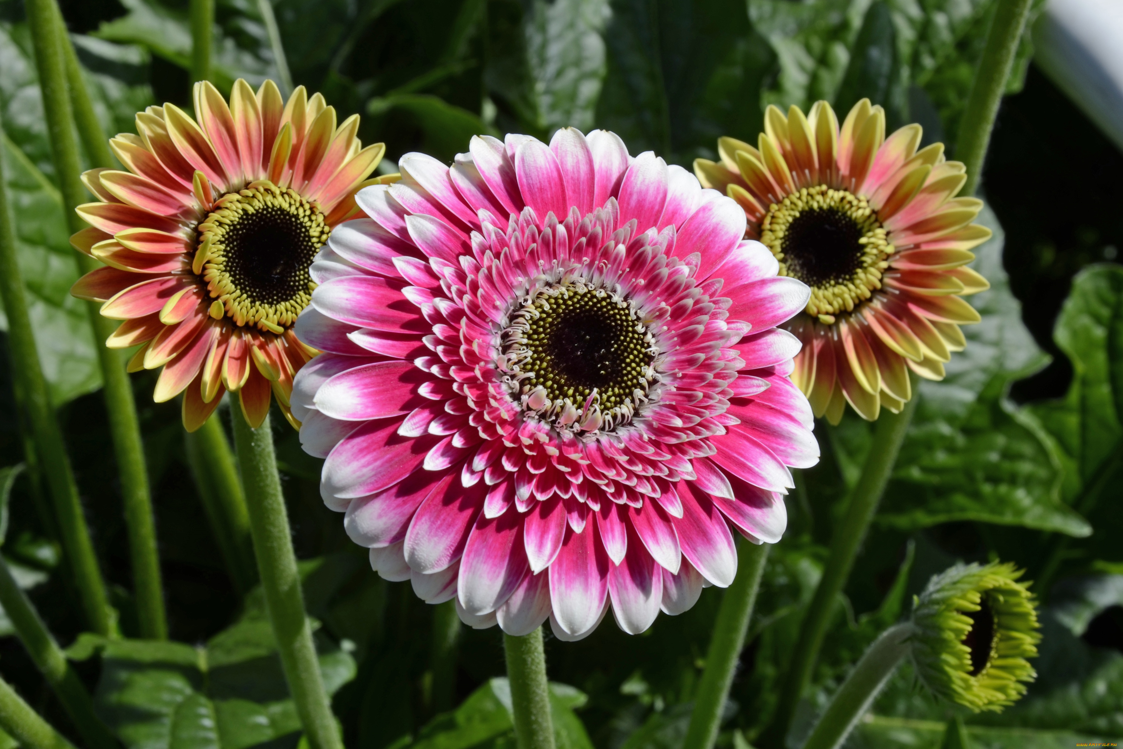 цветы, герберы, трио