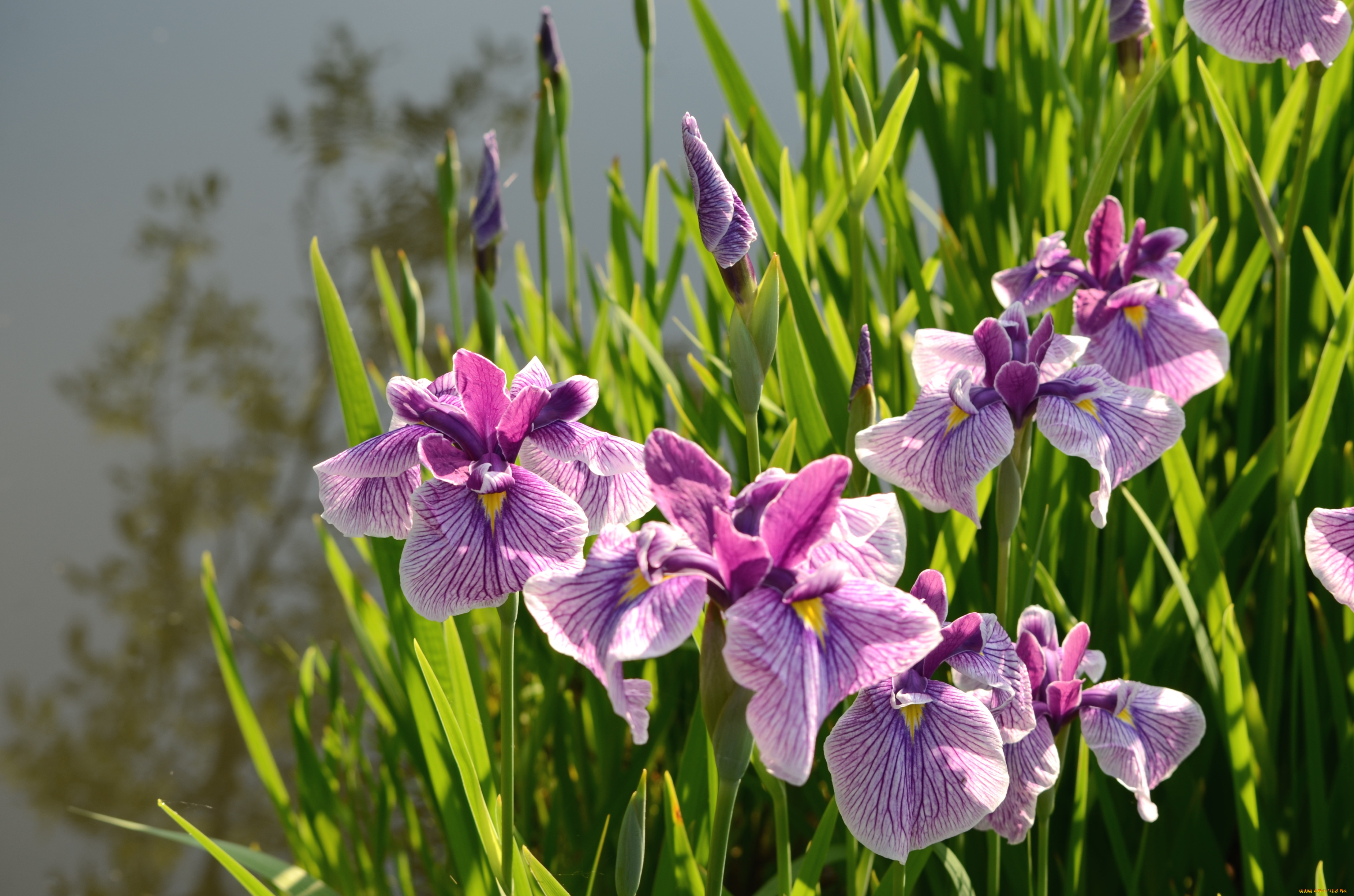 цветы, ирисы, сиреневый, вода, японский, ирис