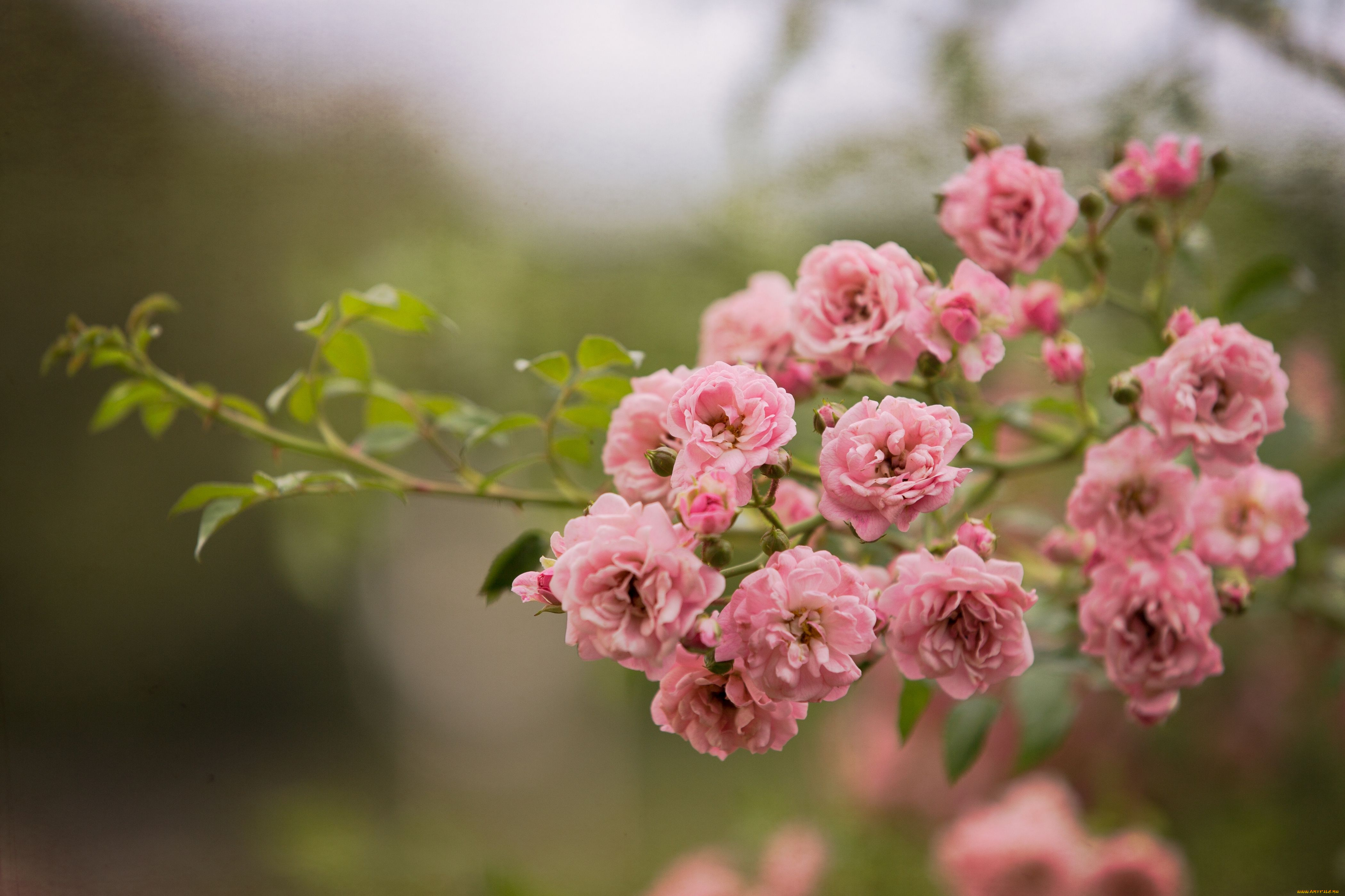 цветы, розы, ветка