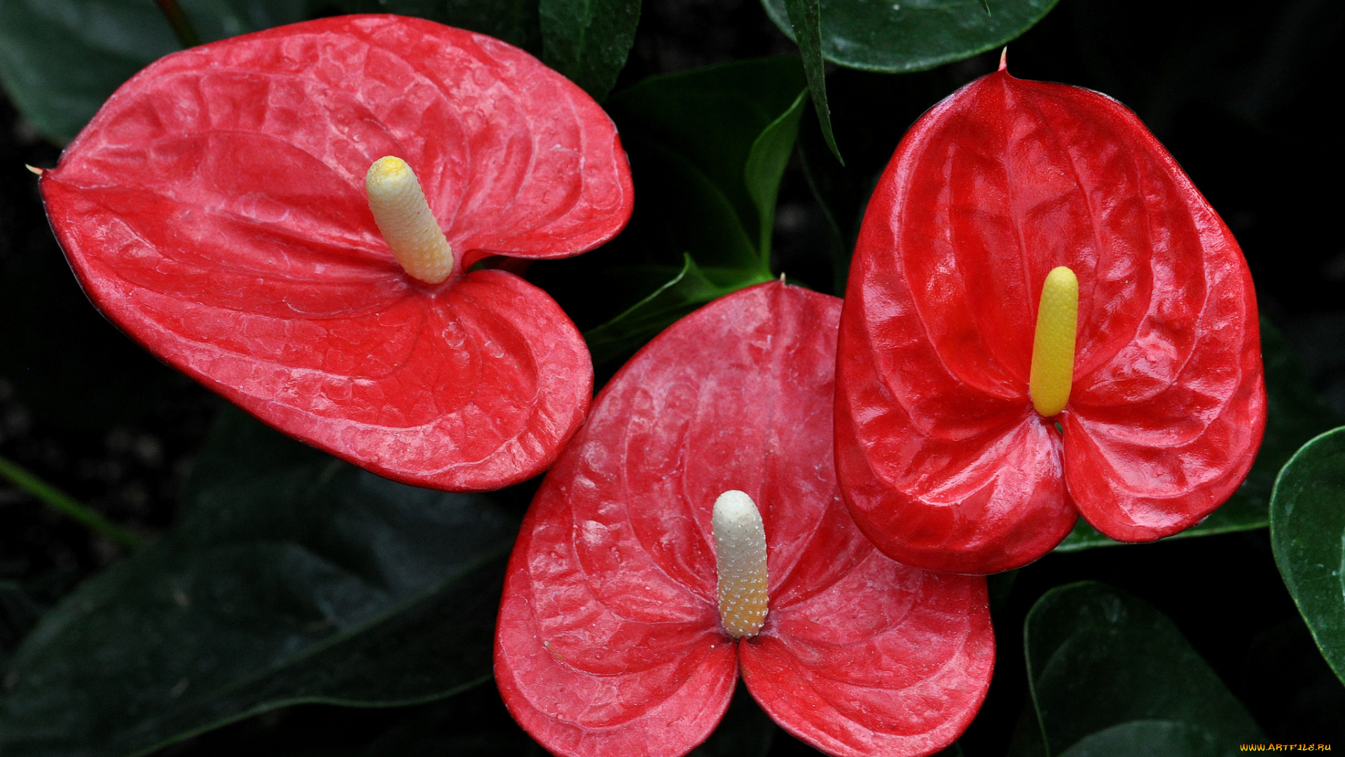 цветы, антуриум, , цветок, фламинго, макро