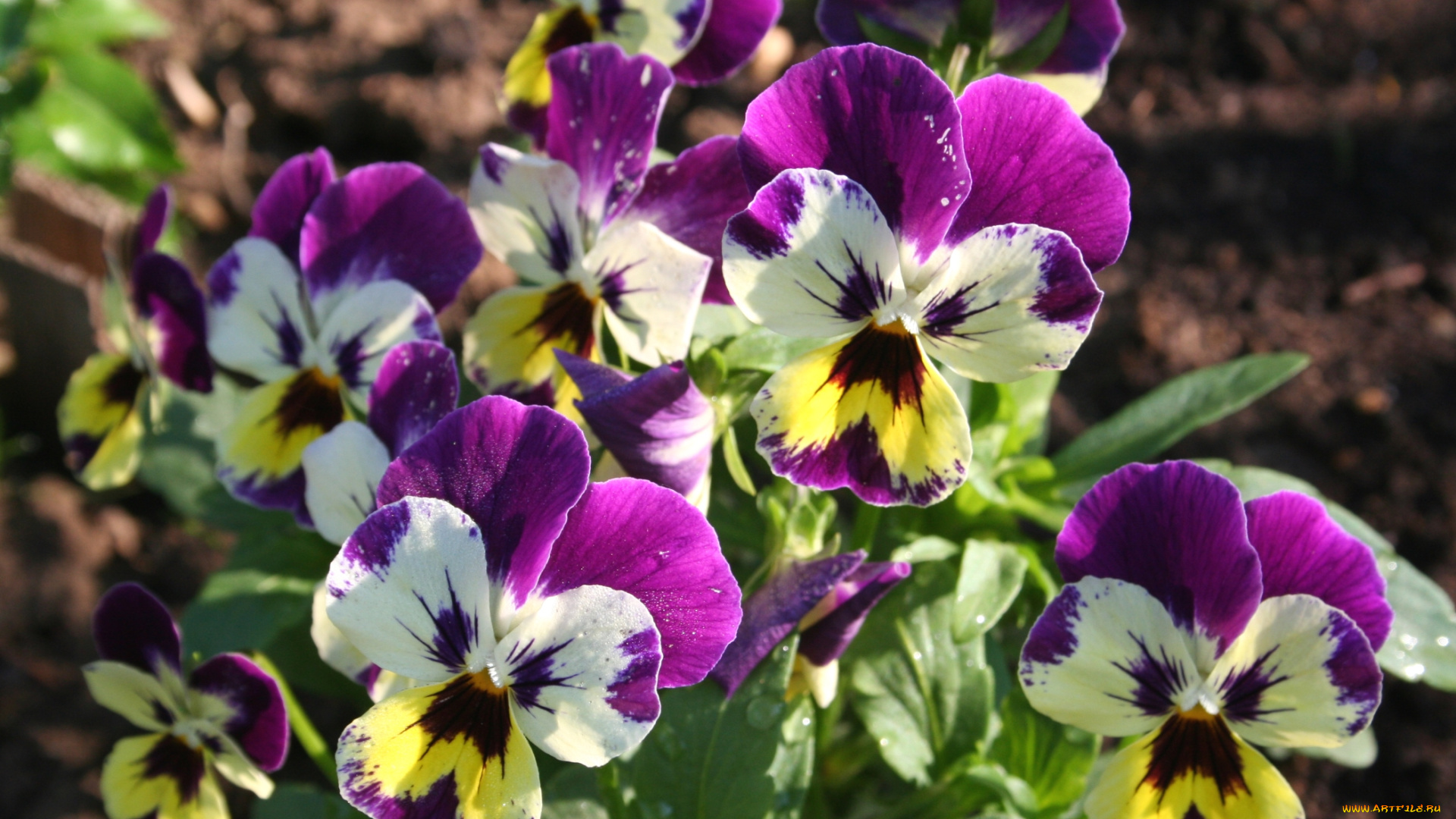 цветы, анютины, глазки, , садовые, фиалки, яркий