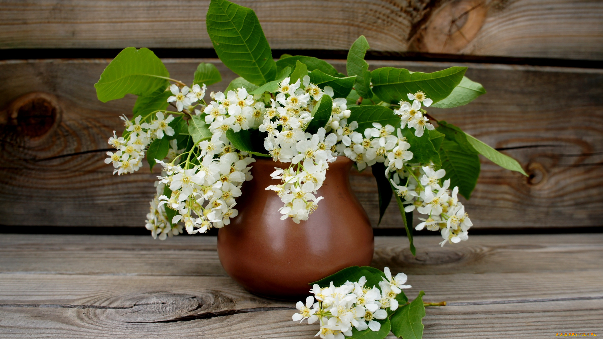 цветы, цветущие, деревья, , , кустарники, черемуха