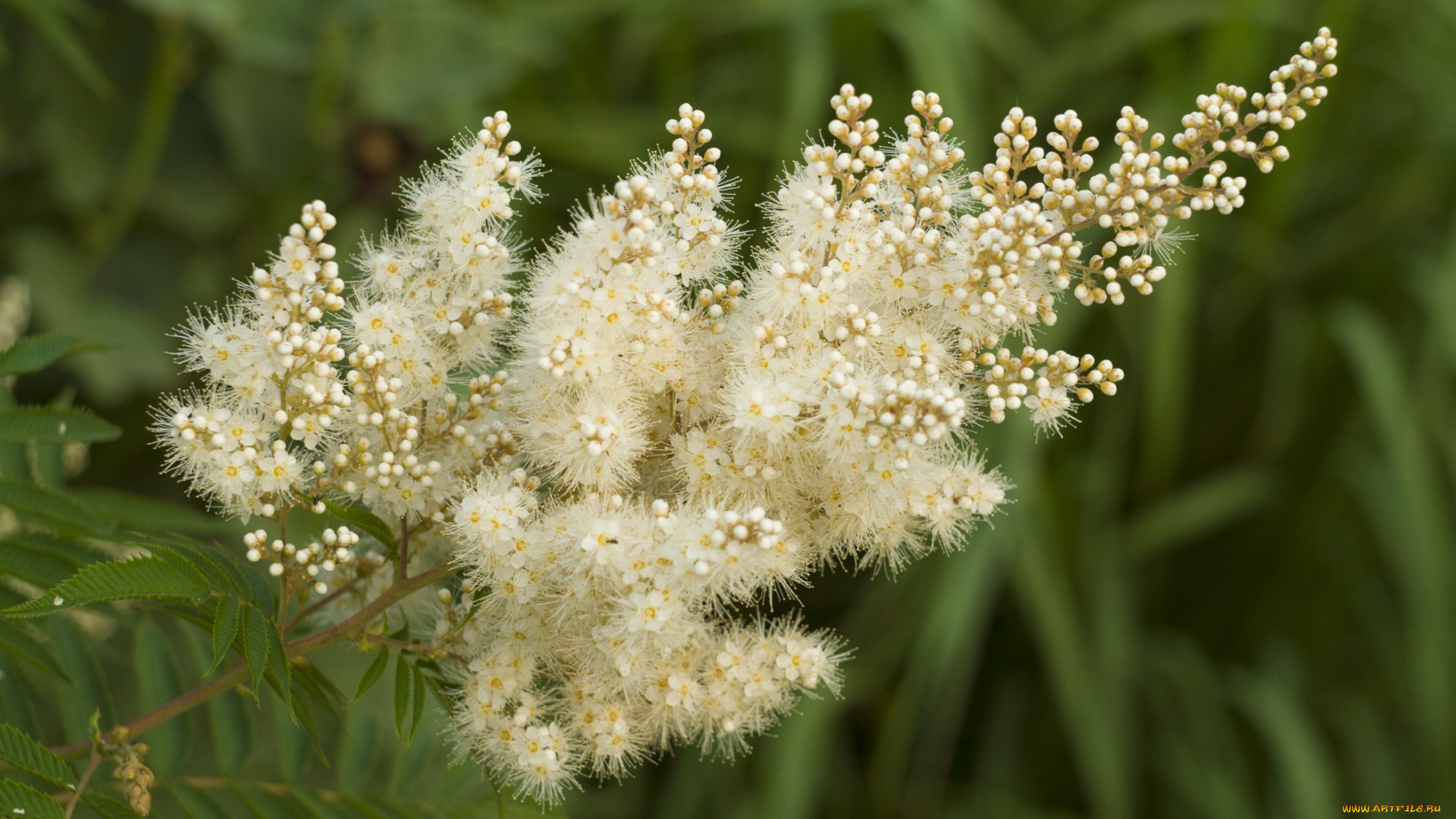 цветы, цветущие, деревья, , , кустарники, пушистый