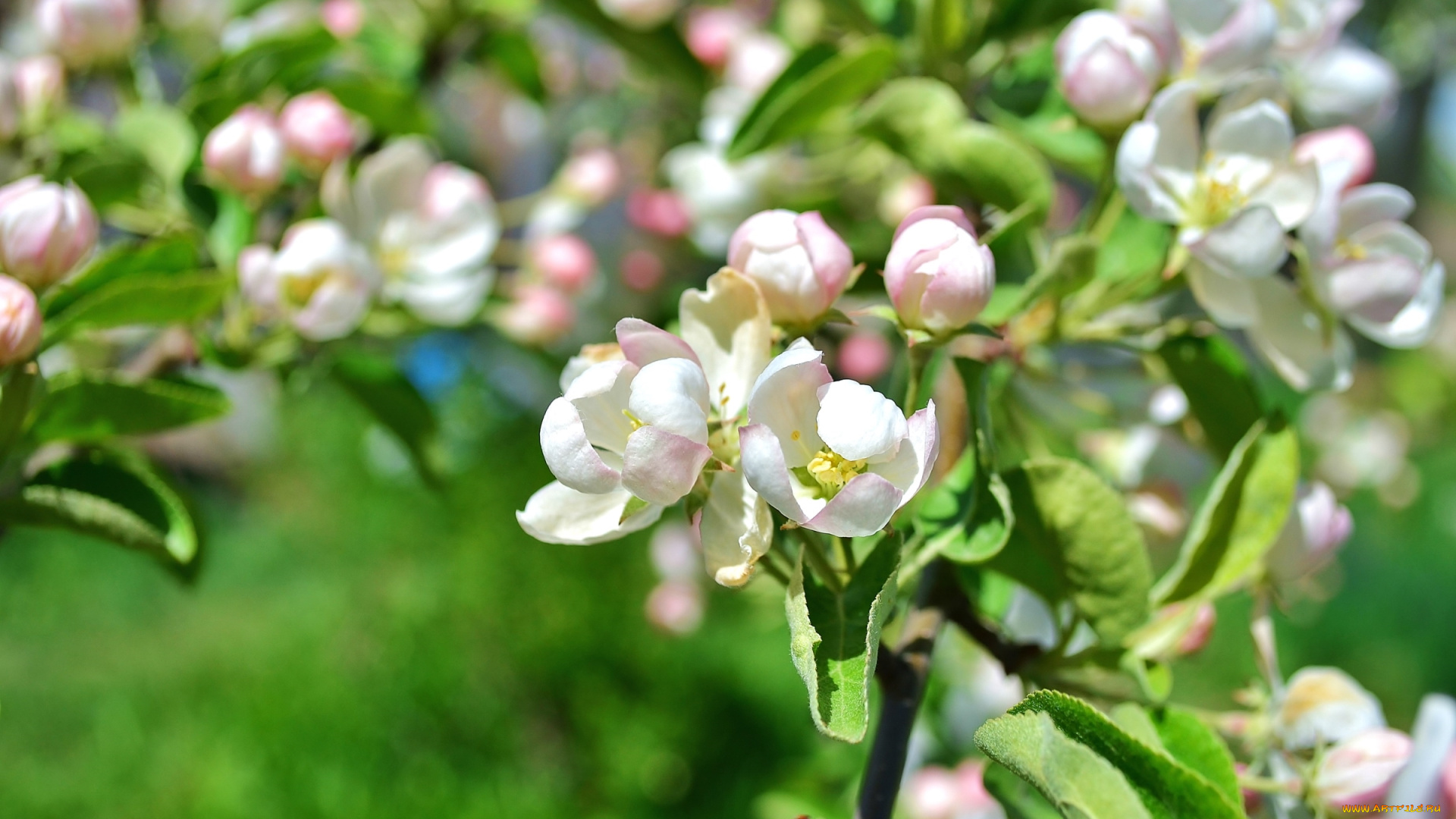 цветы, цветущие, деревья, , , кустарники, яблоня