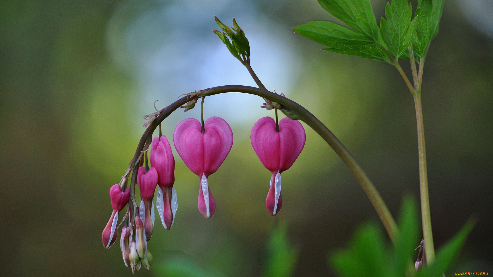 цветы, дицентра, , разбитое, сердце, ветка