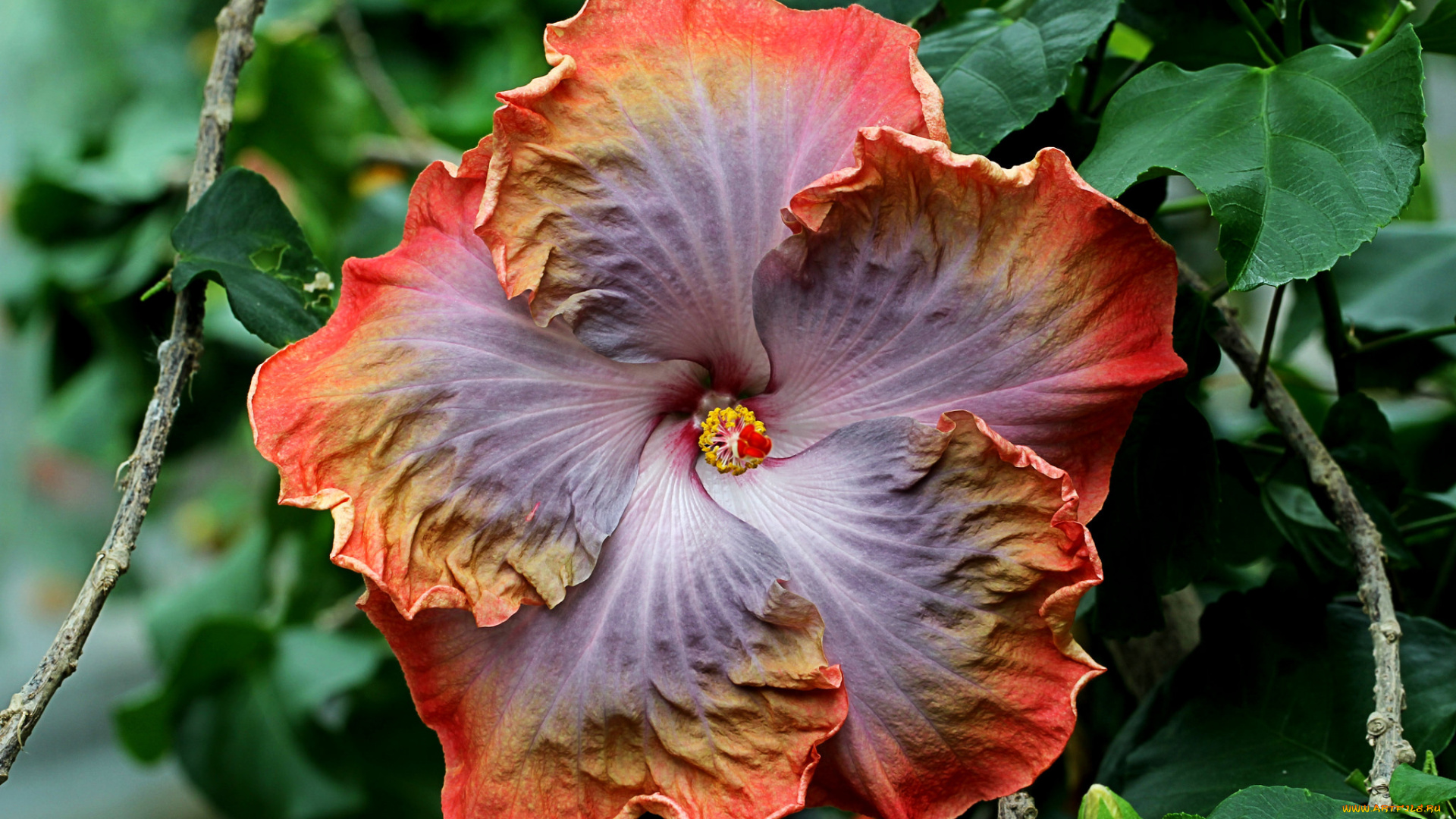 цветы, гибискусы, макро